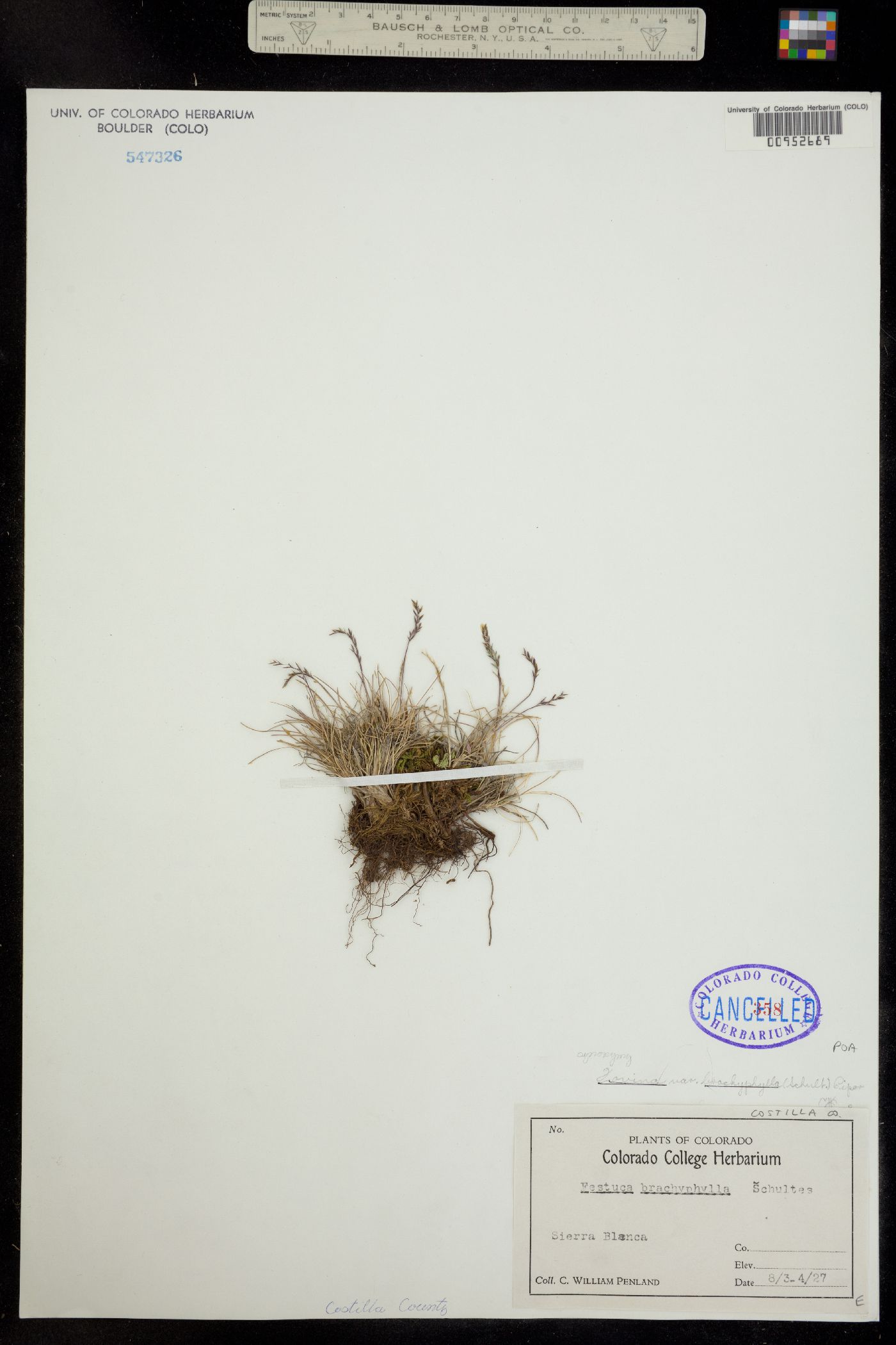 Festuca brachyphylla ssp. coloradensis image