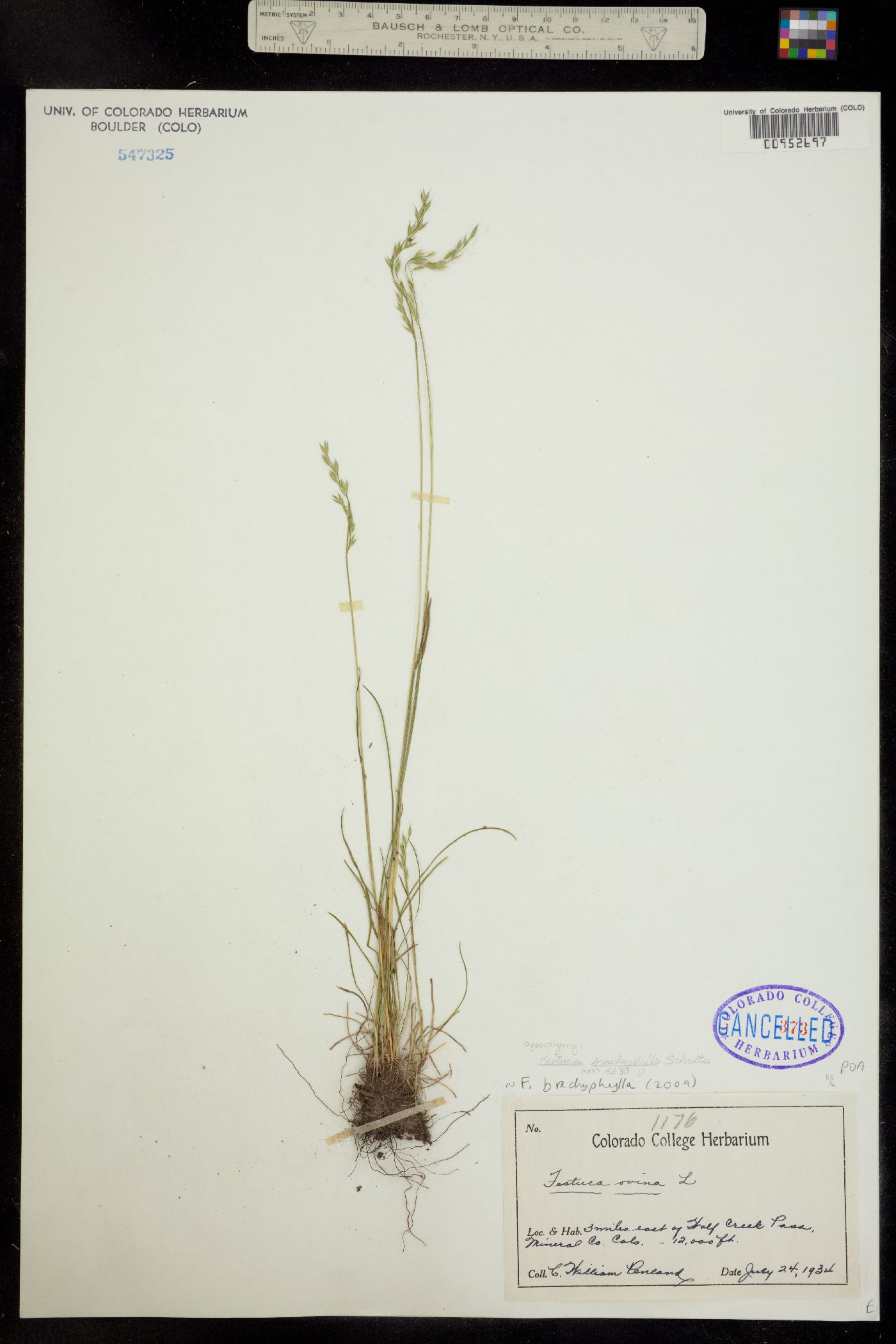 Festuca brachyphylla ssp. coloradensis image