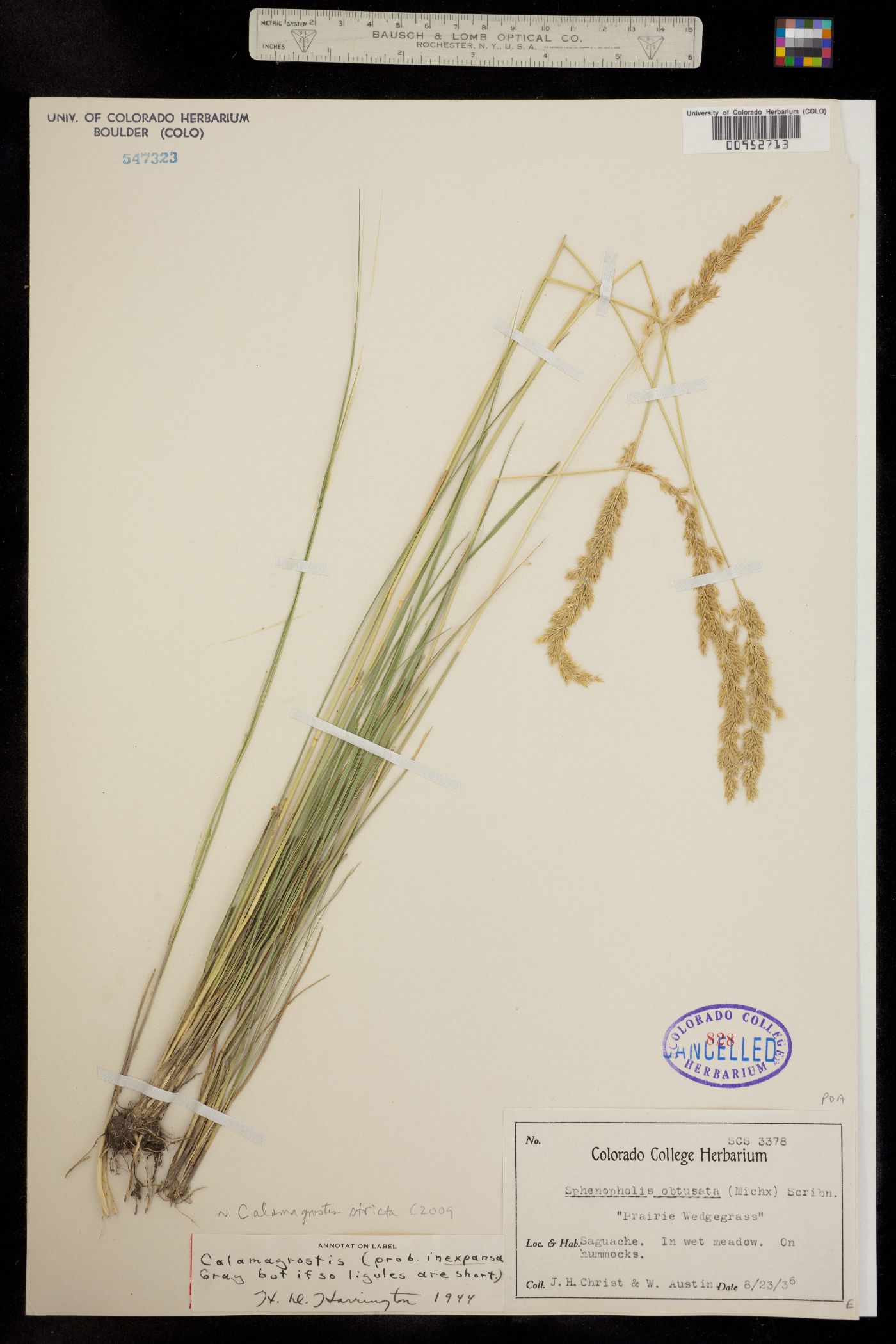 Calamagrostis image