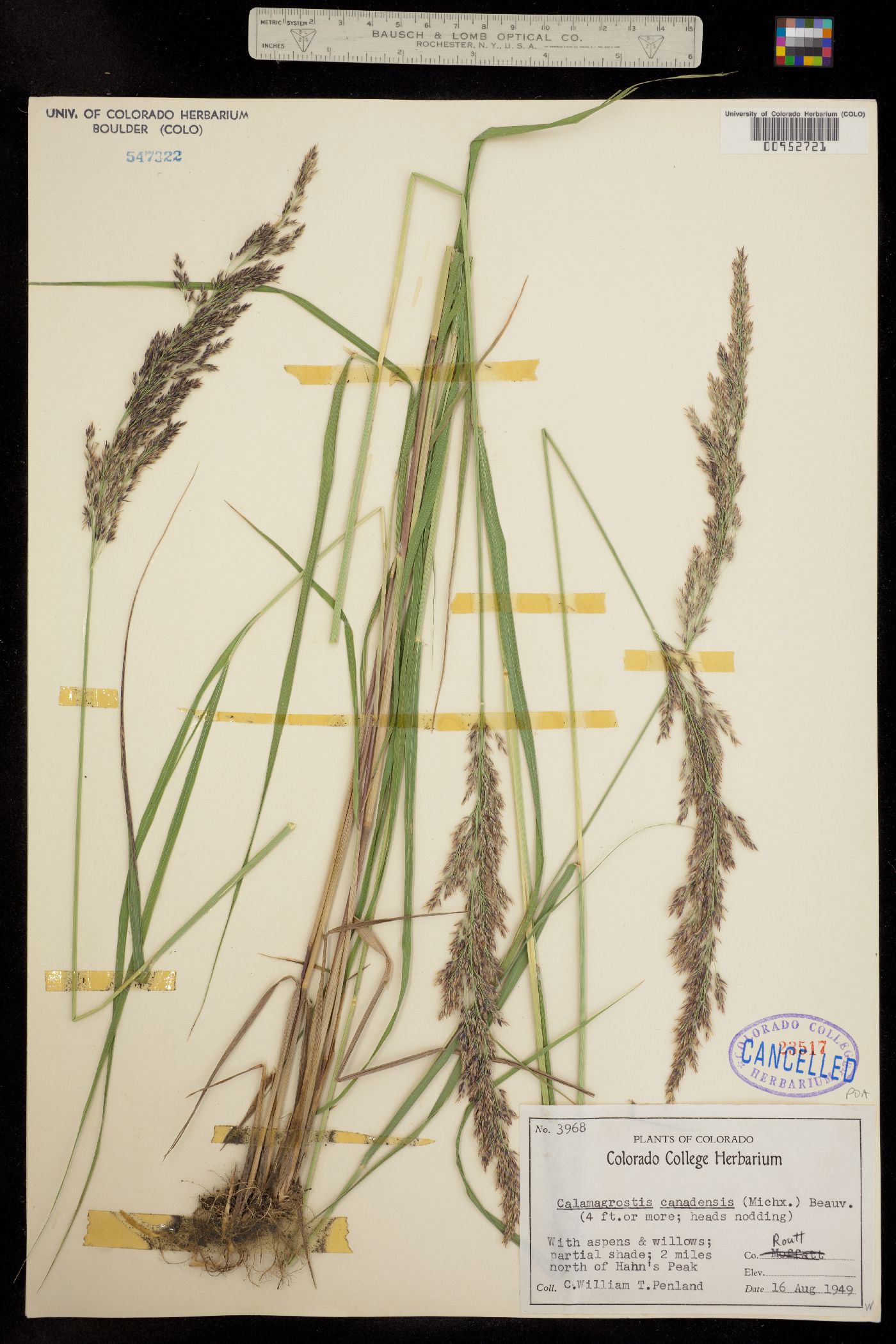 Calamagrostis canadensis image