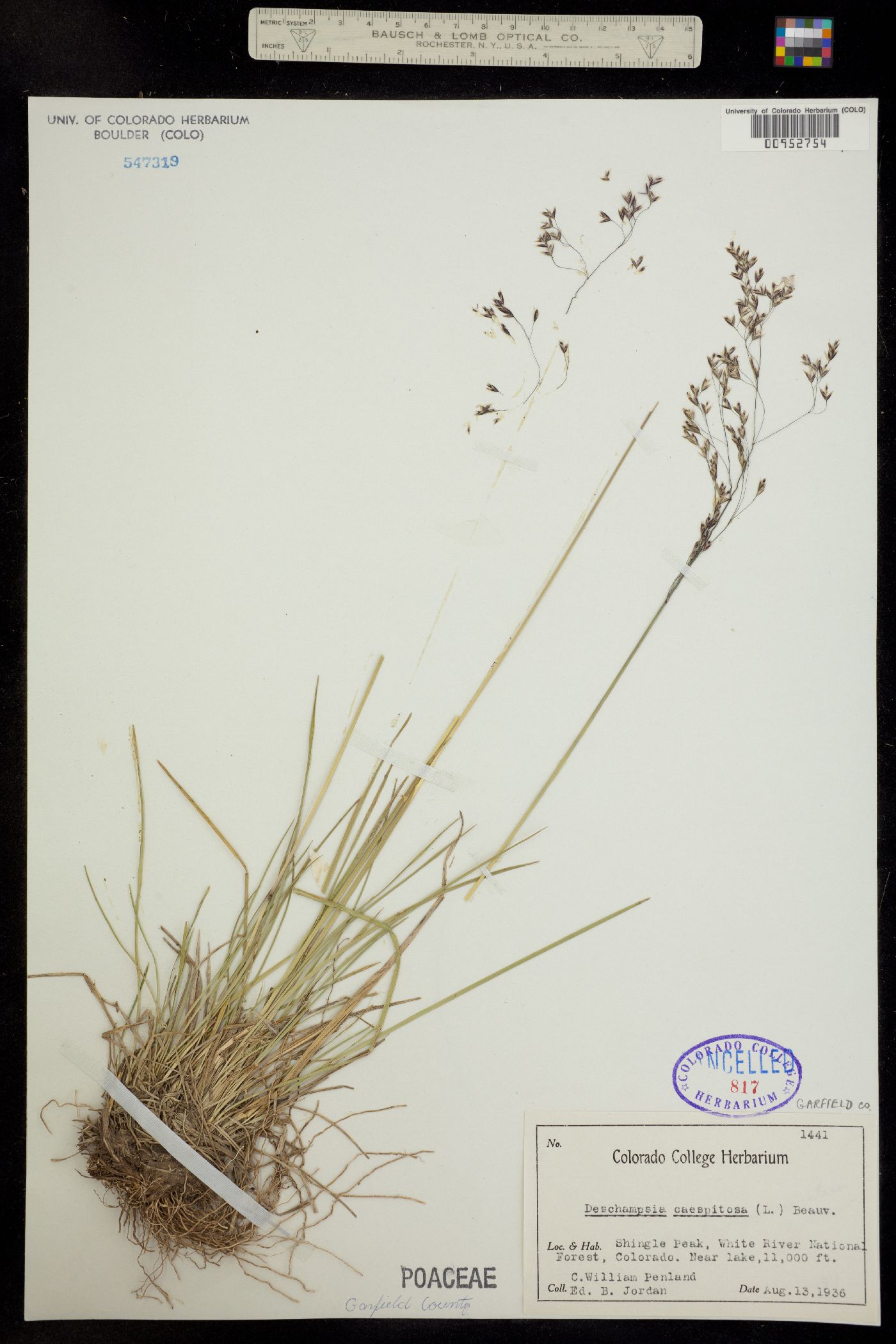 Deschampsia image