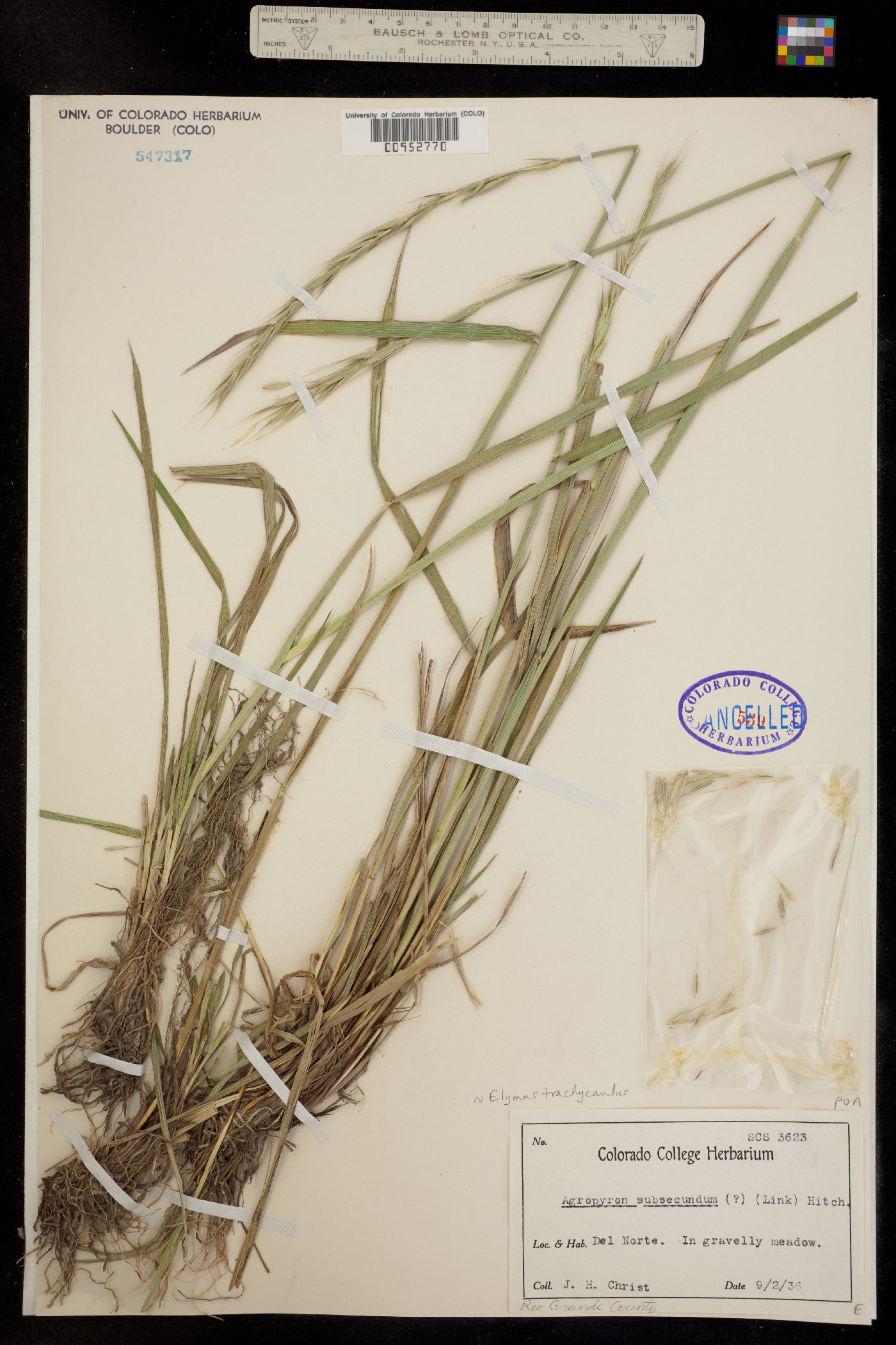 Elymus trachycaulus image