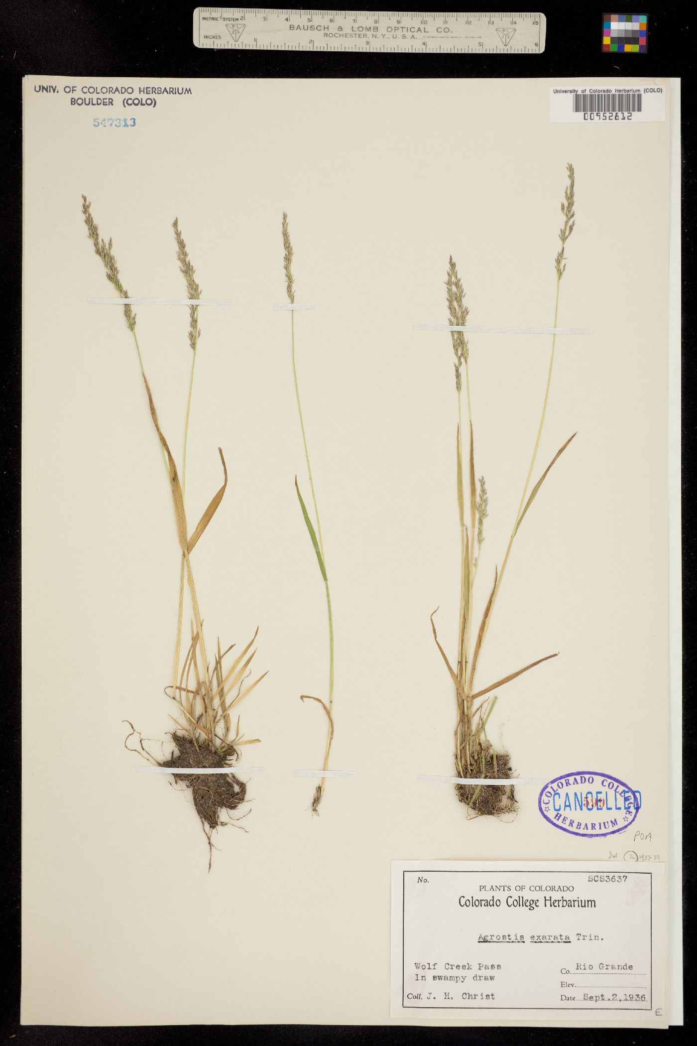 Agrostis exarata image