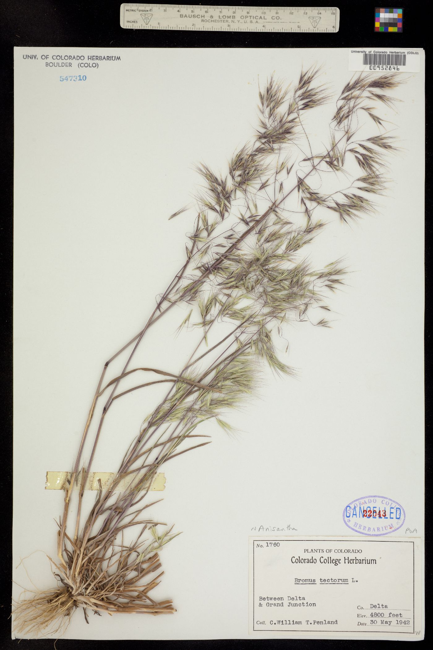 Bromus tectorum image