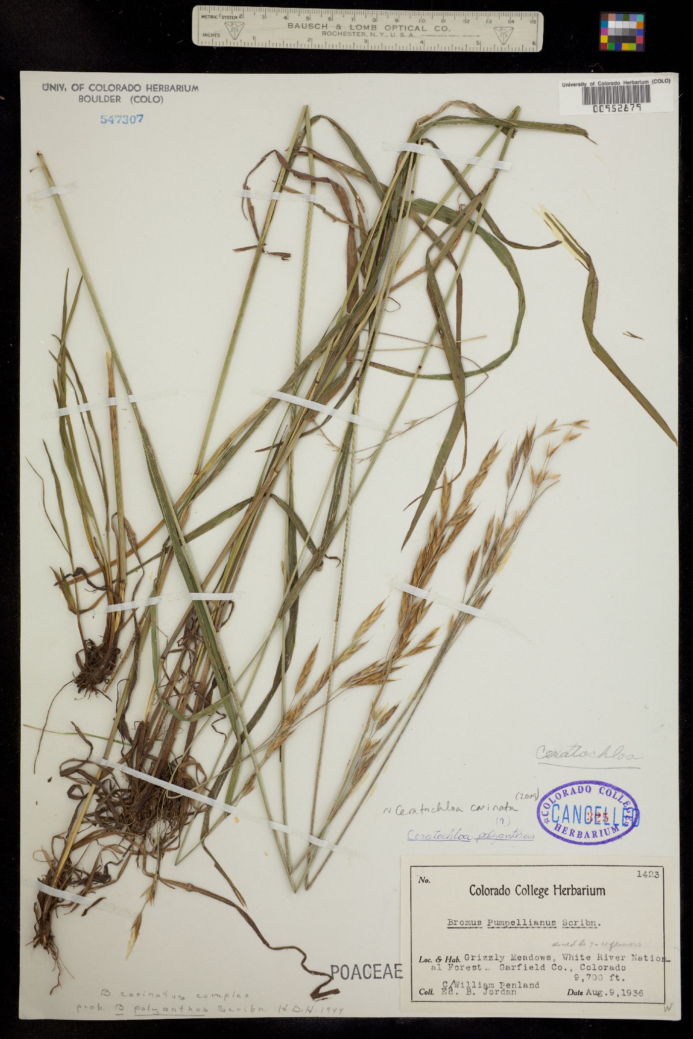 Bromus carinatus image