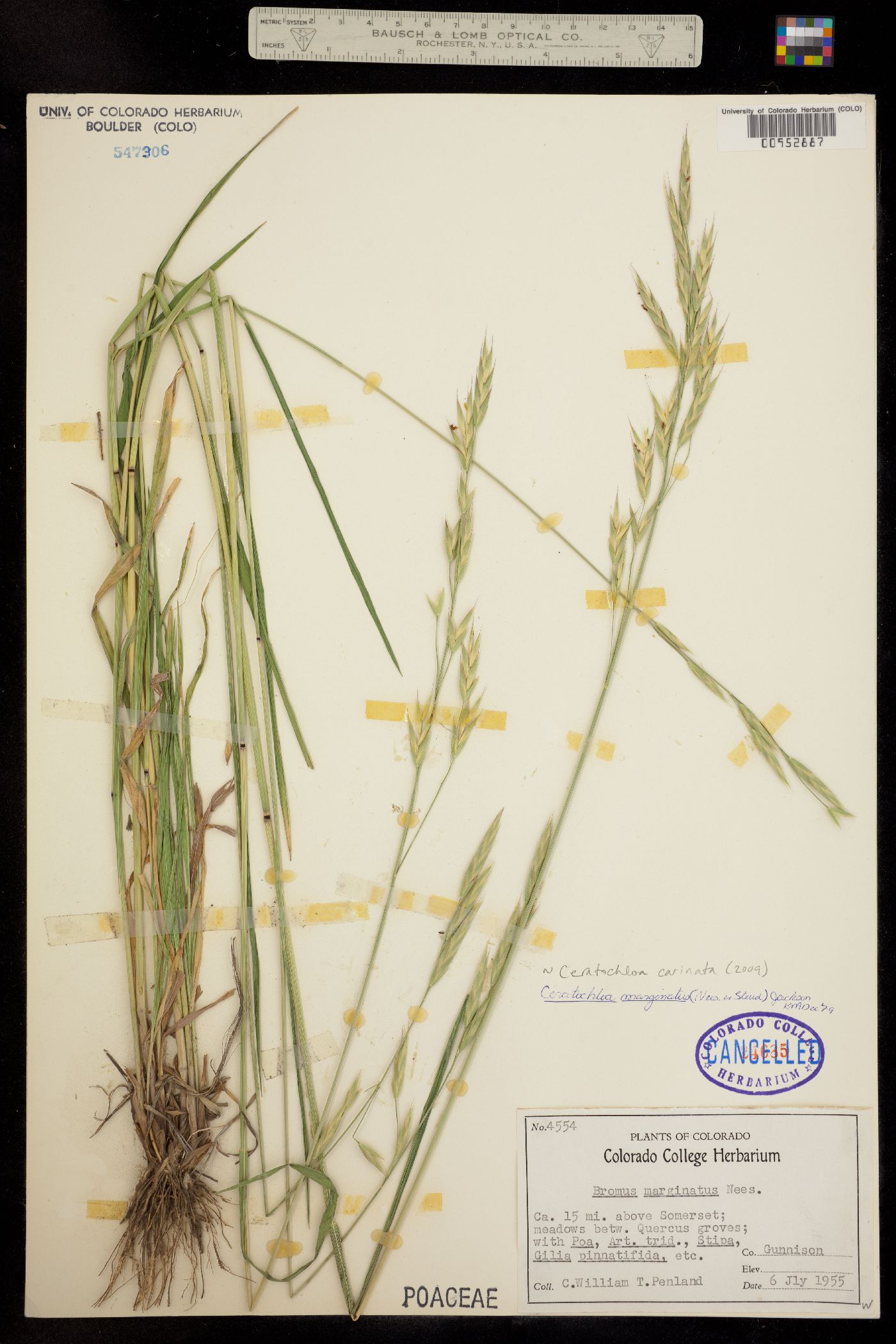 Bromus image