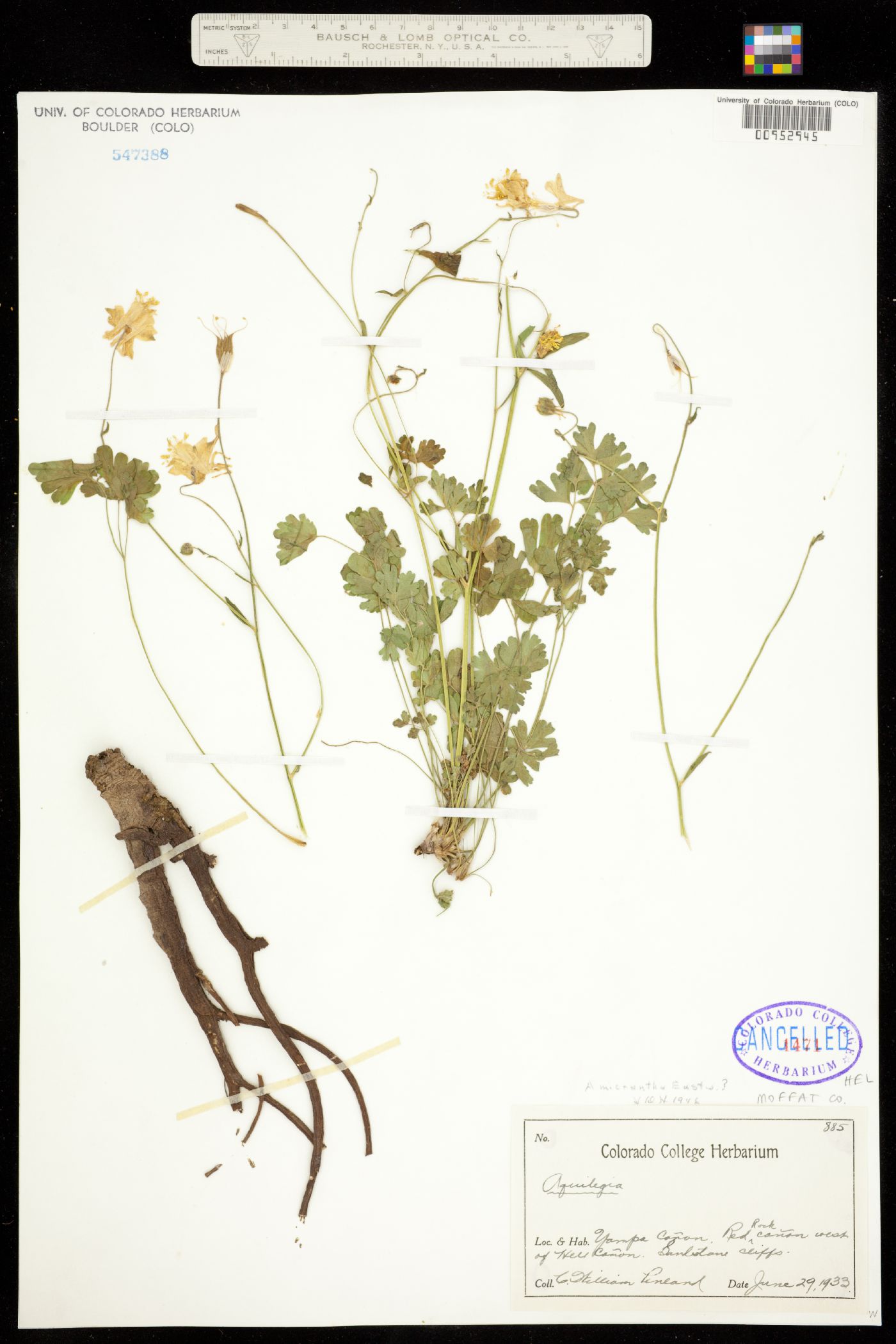 Aquilegia micrantha image