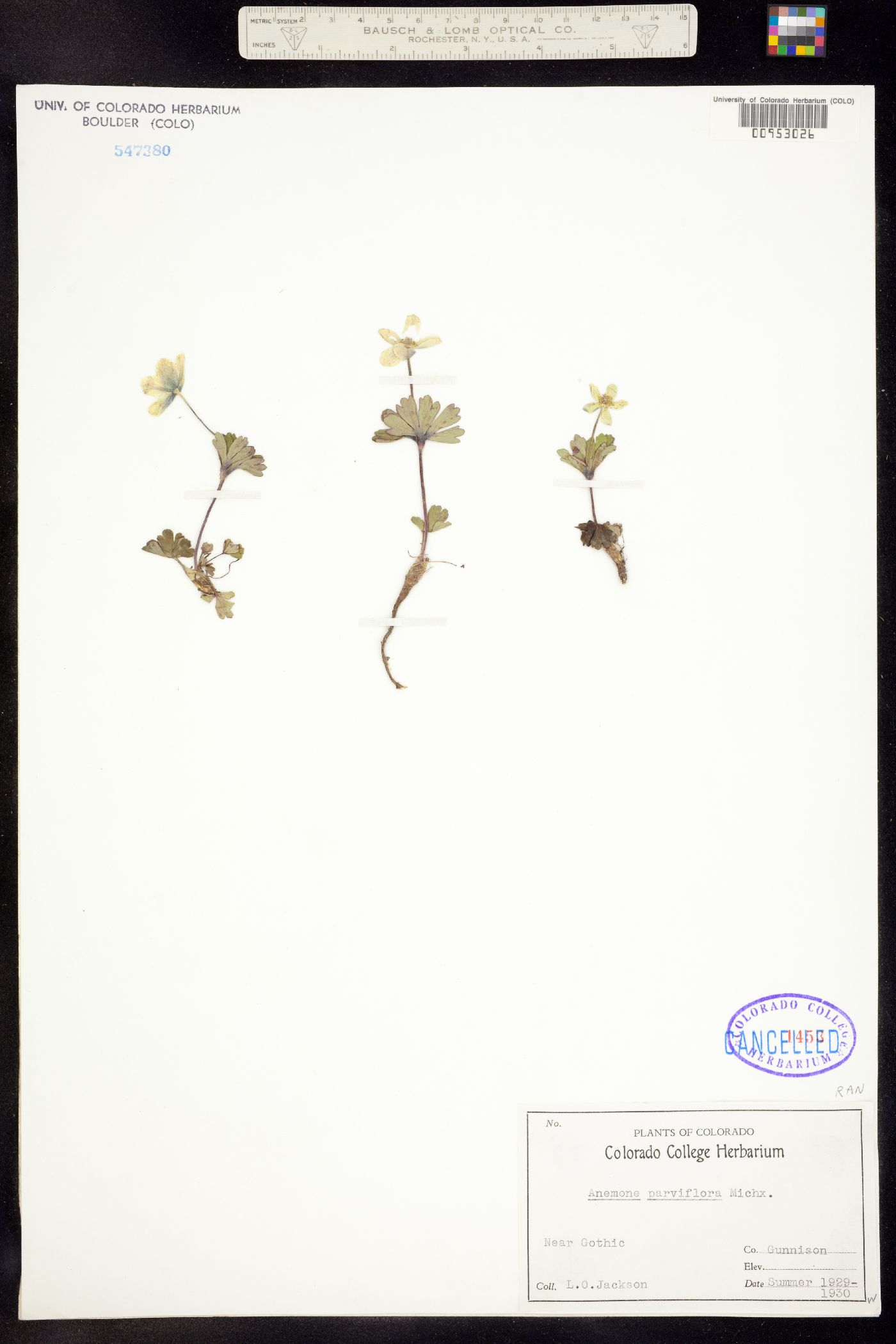 Anemone parviflora image