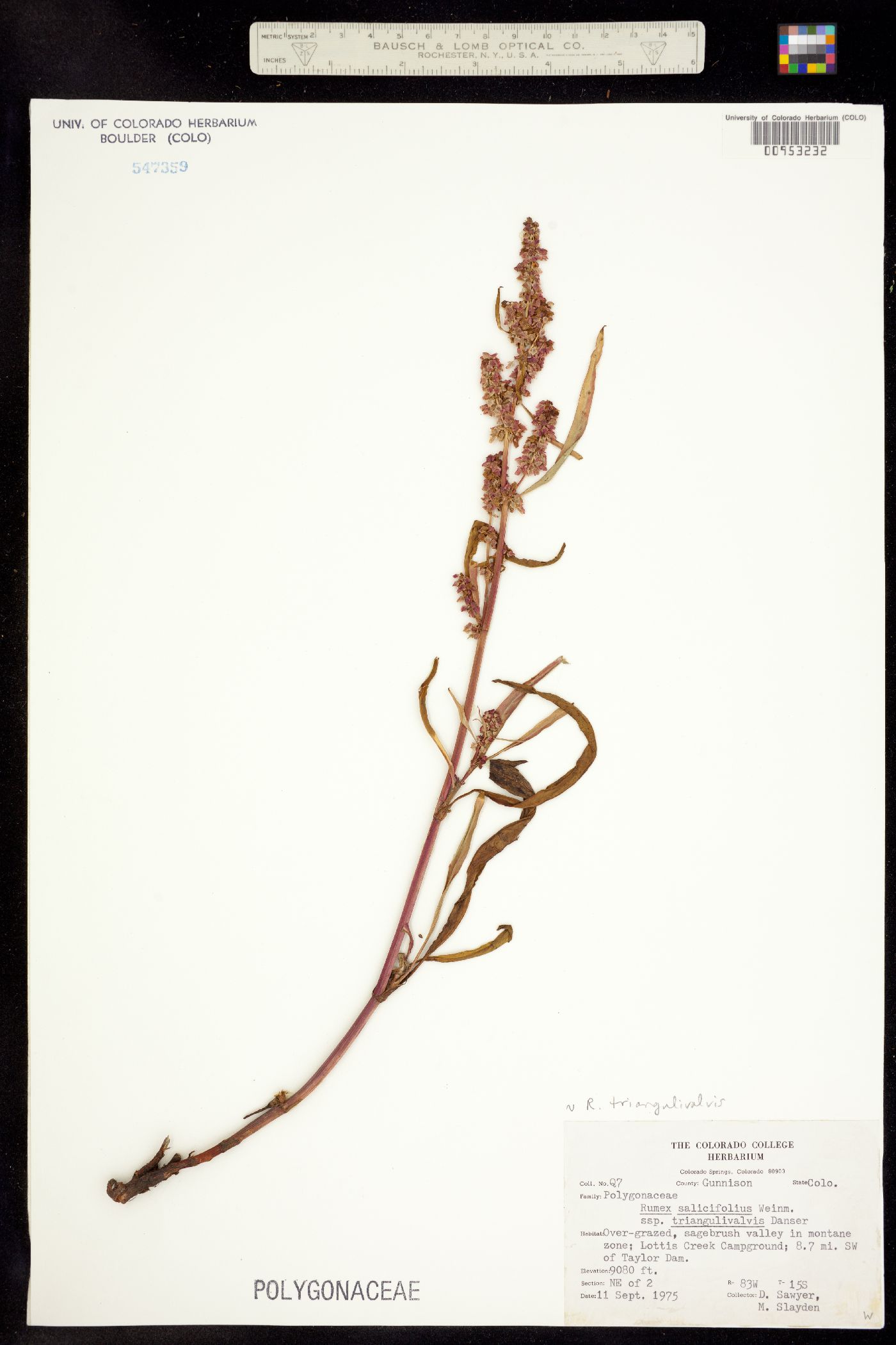 Rumex utahensis image