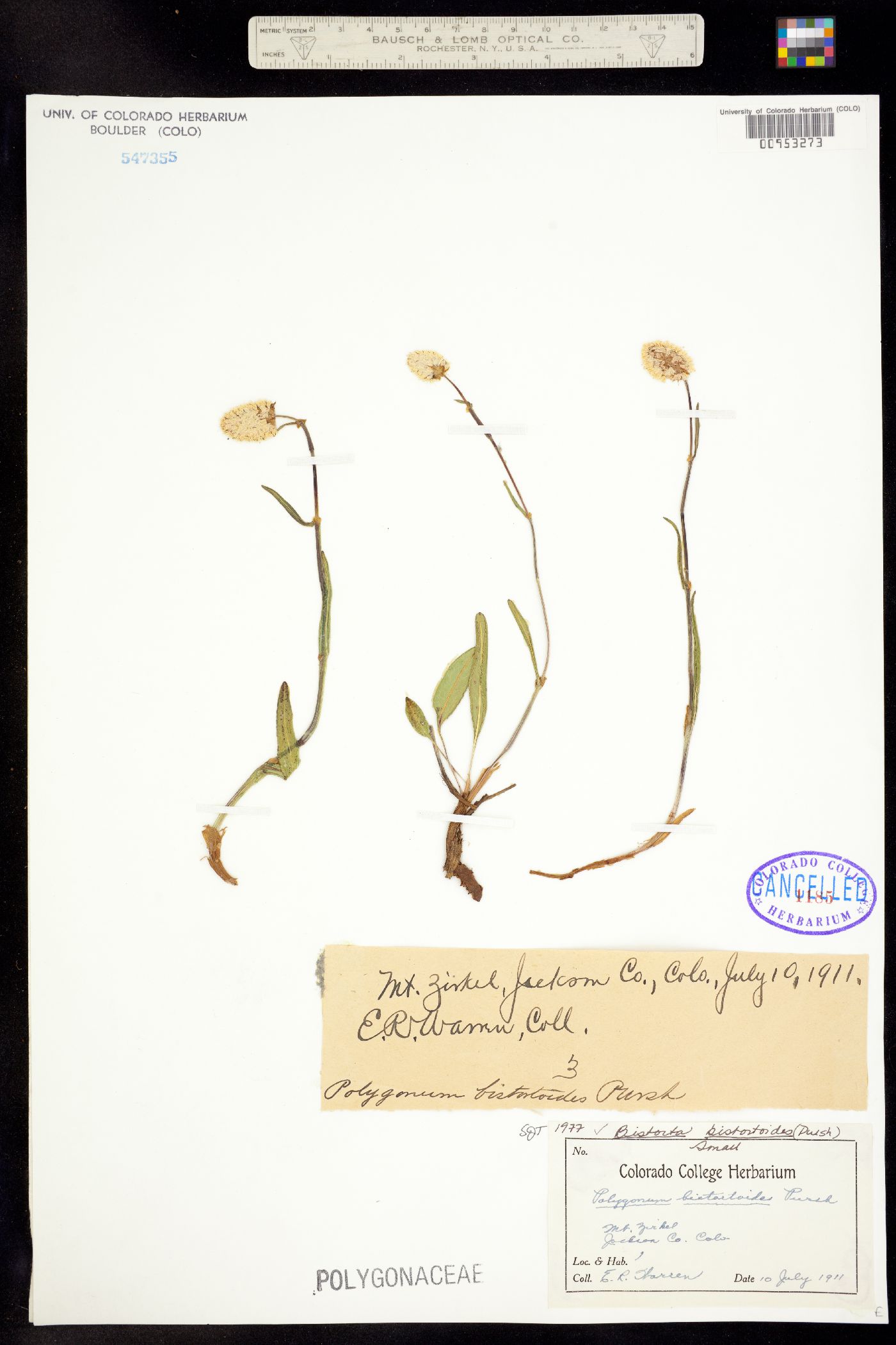 Bistorta bistortoides image