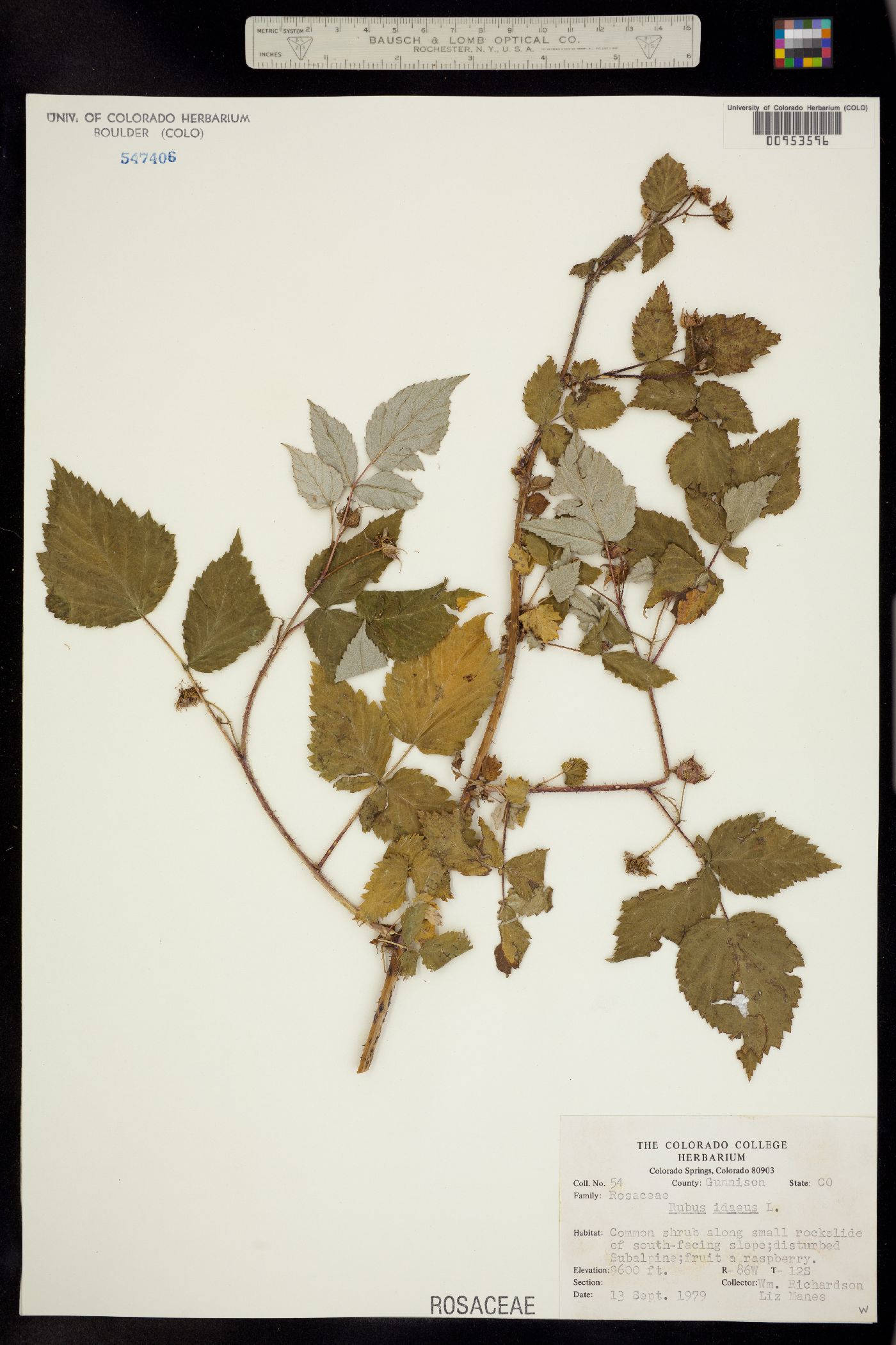 Rubus image