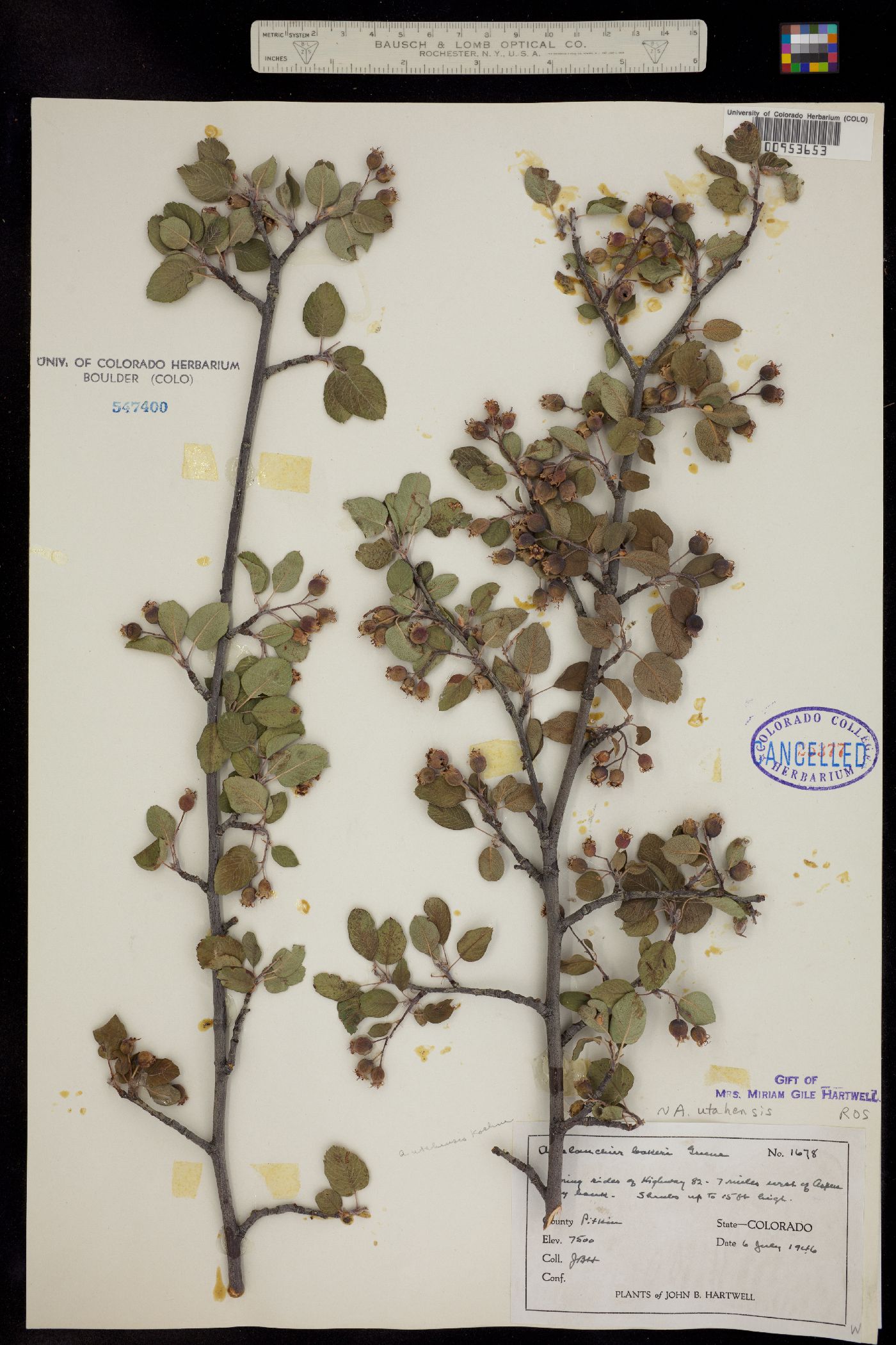 Amelanchier image