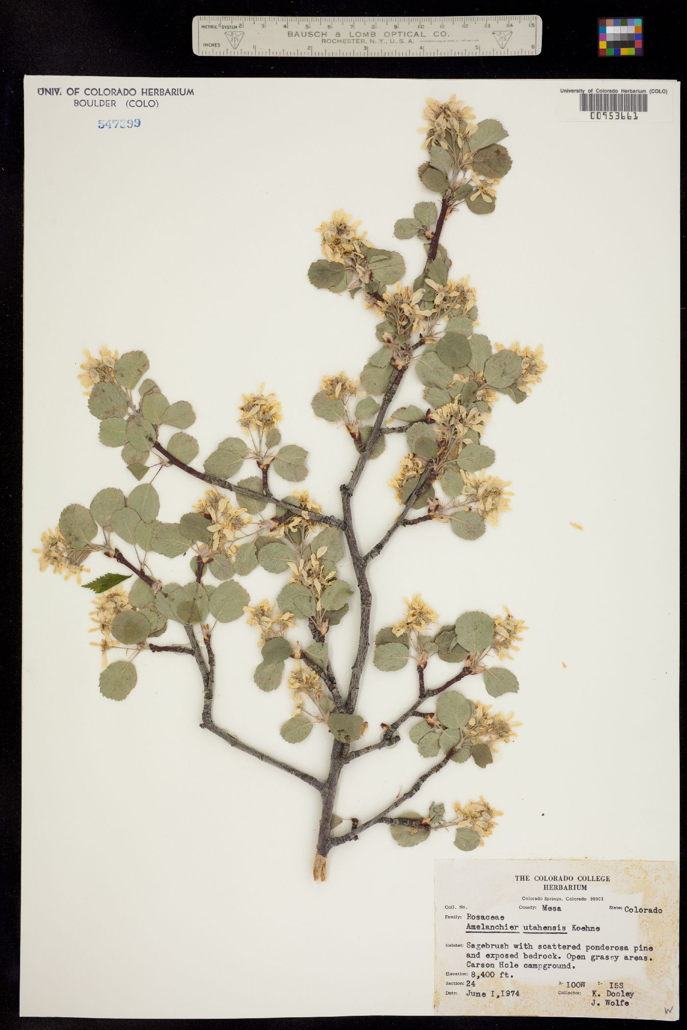 Amelanchier utahensis image