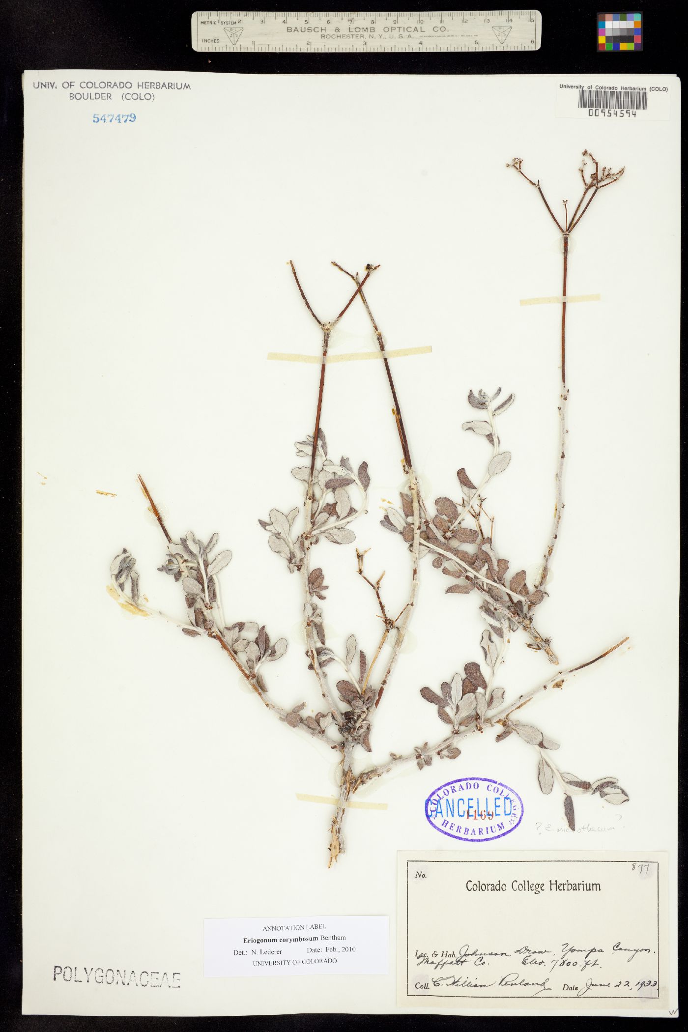 Eriogonum corymbosum image