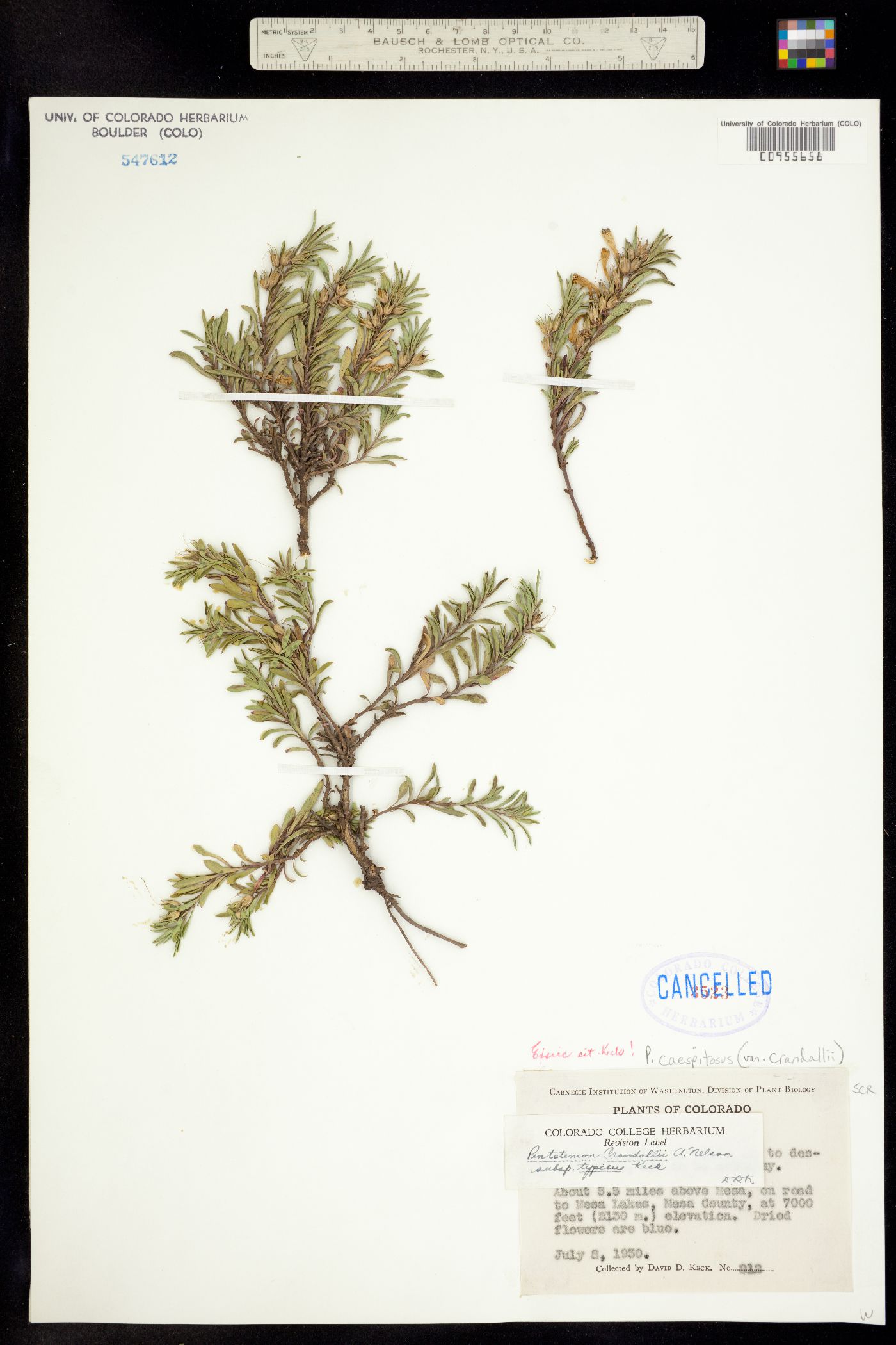 Plantaginaceae image