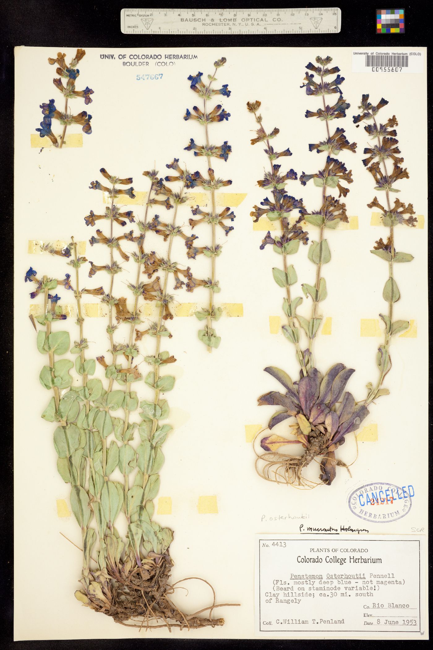 Penstemon osterhoutii image