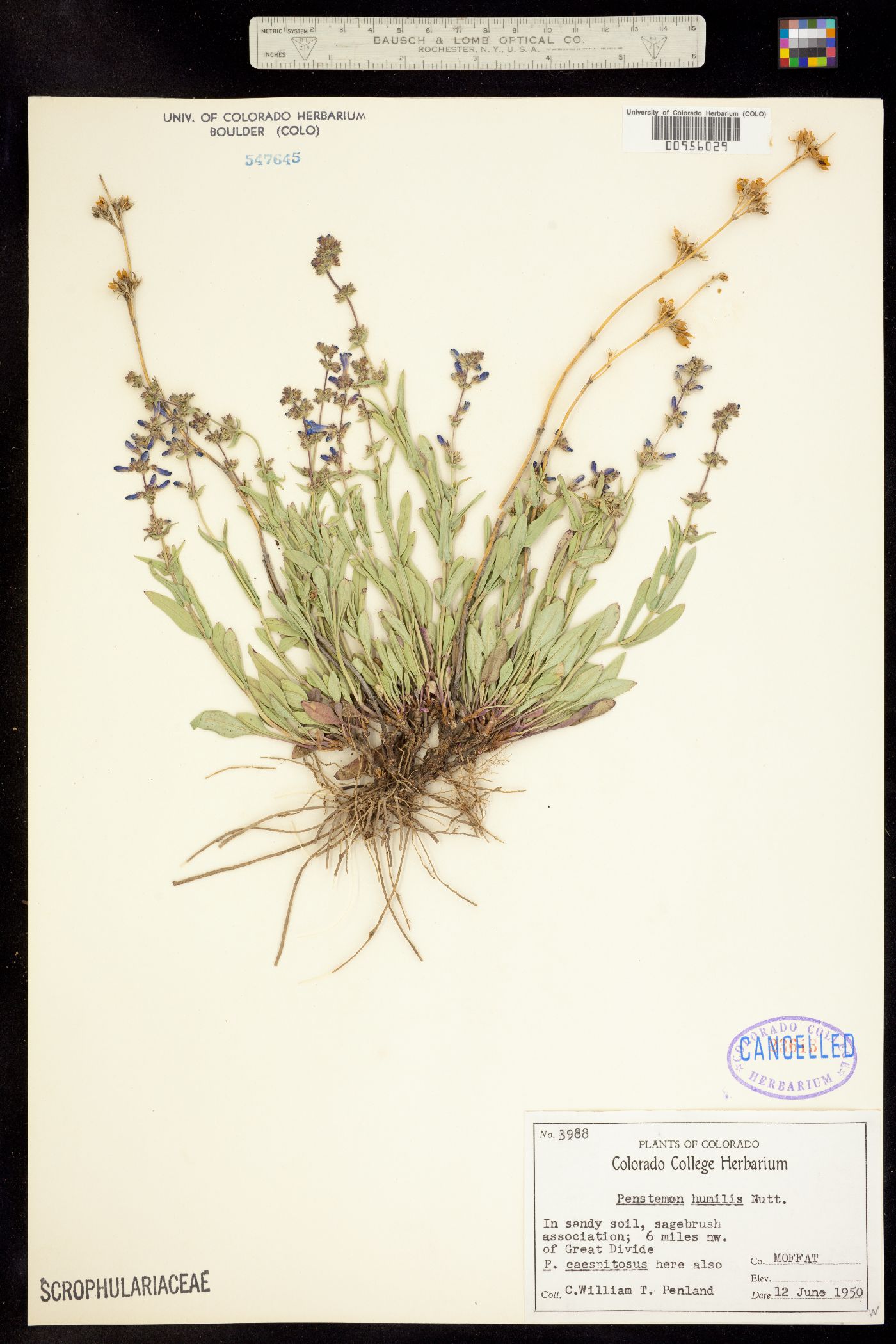 Penstemon humilis image