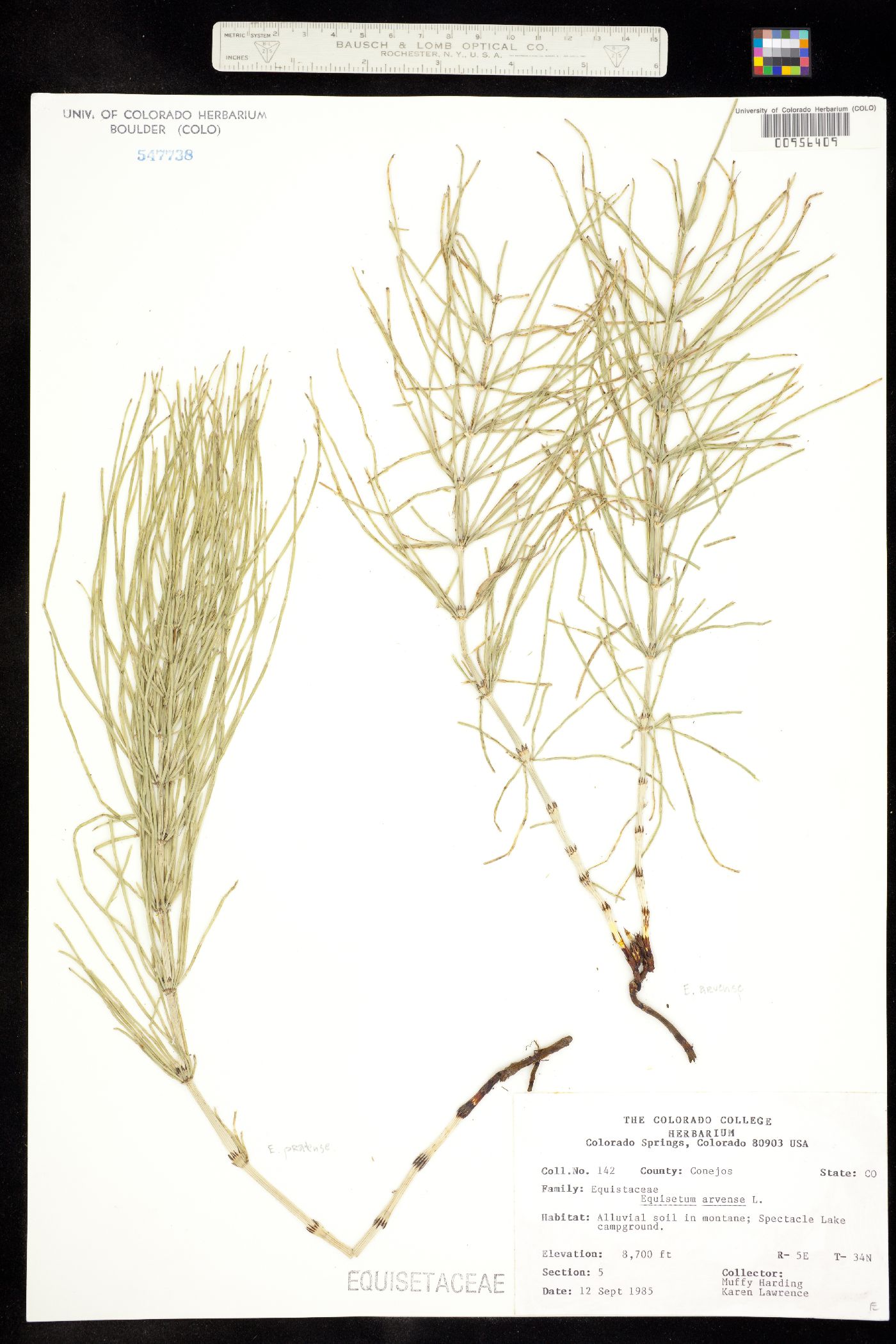 Equisetum arvense image