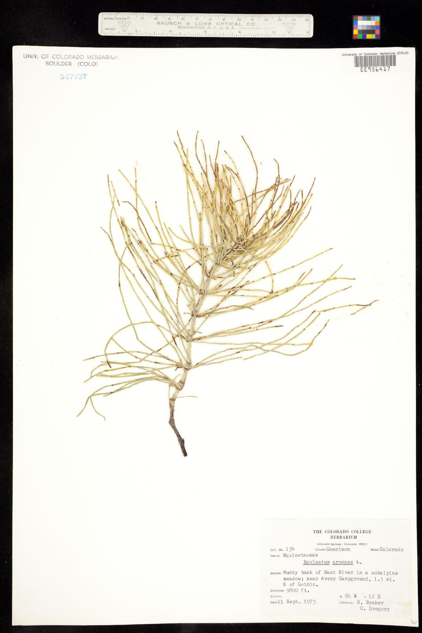 Equisetaceae image