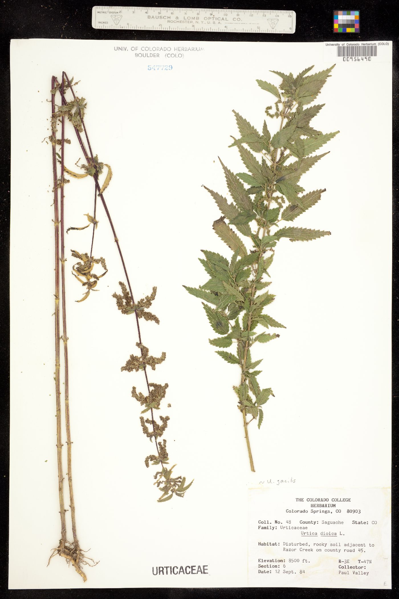 Urtica gracilis ssp. gracilis image