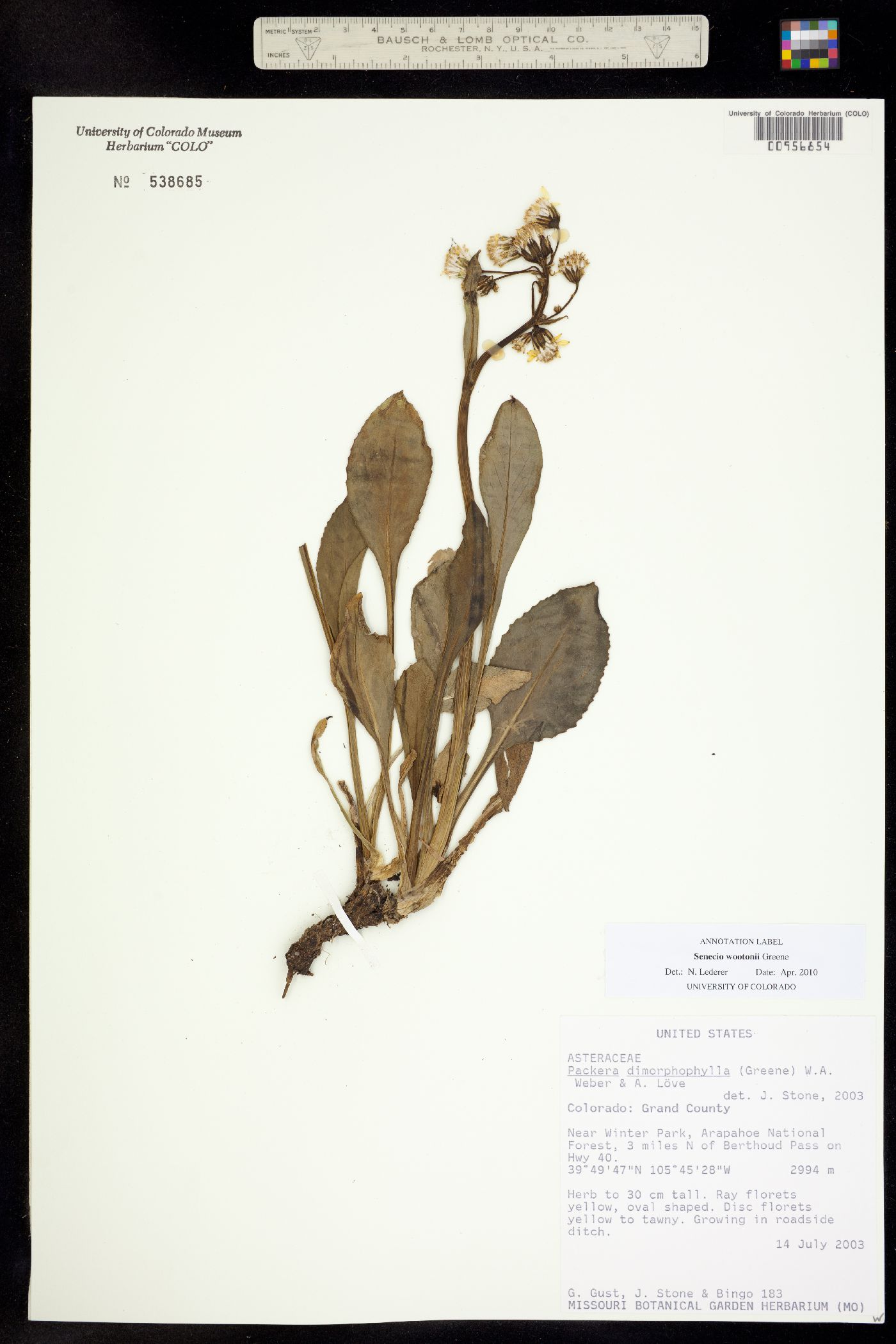 Senecio wootonii image