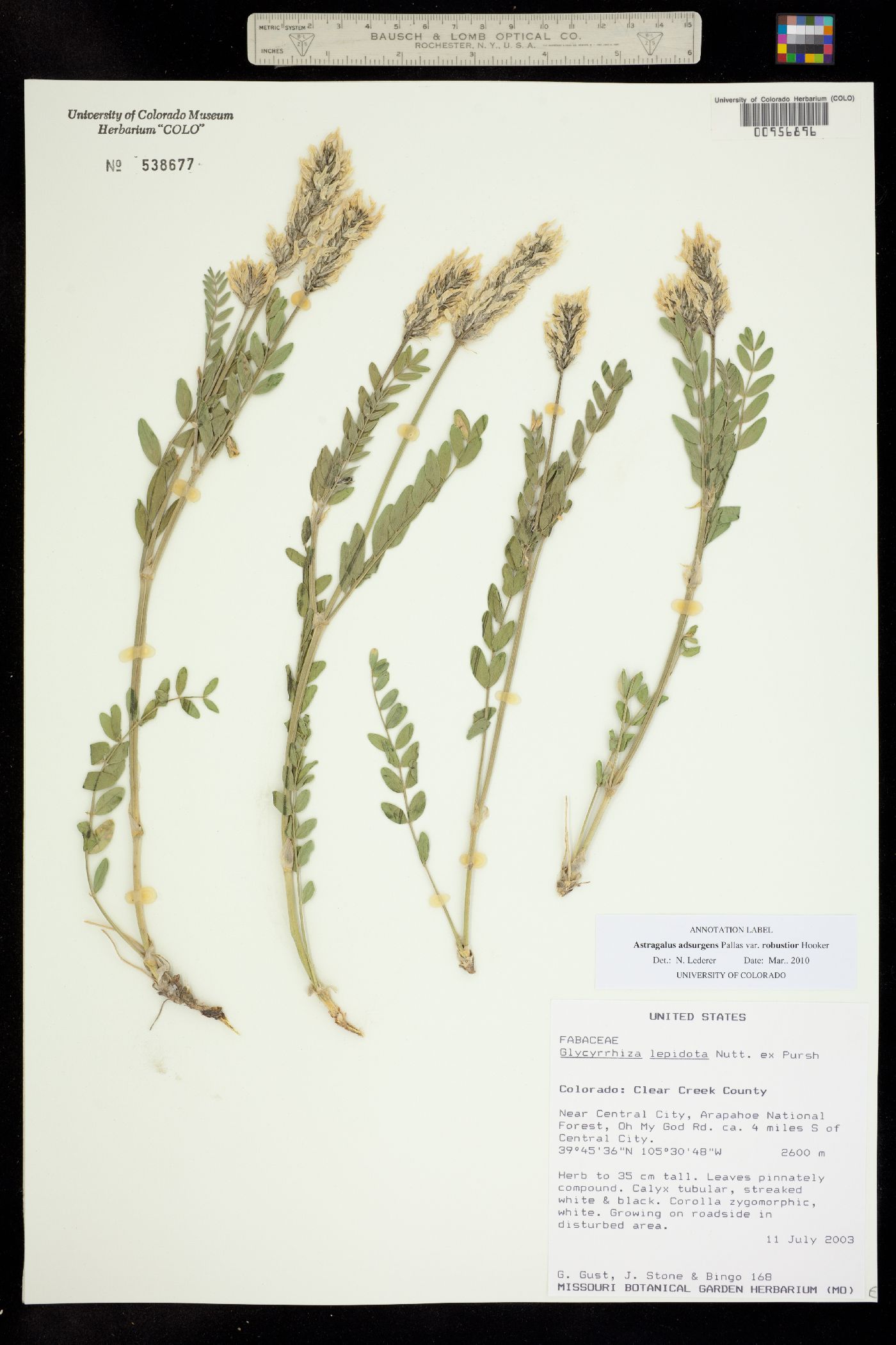 Astragalus laxmannii var. robustior image