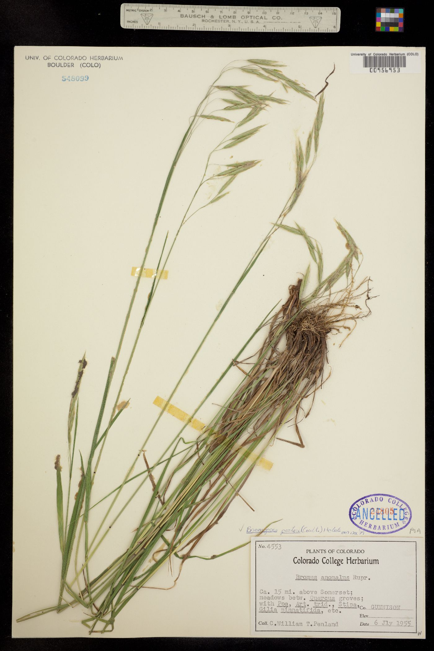 Bromus porteri image