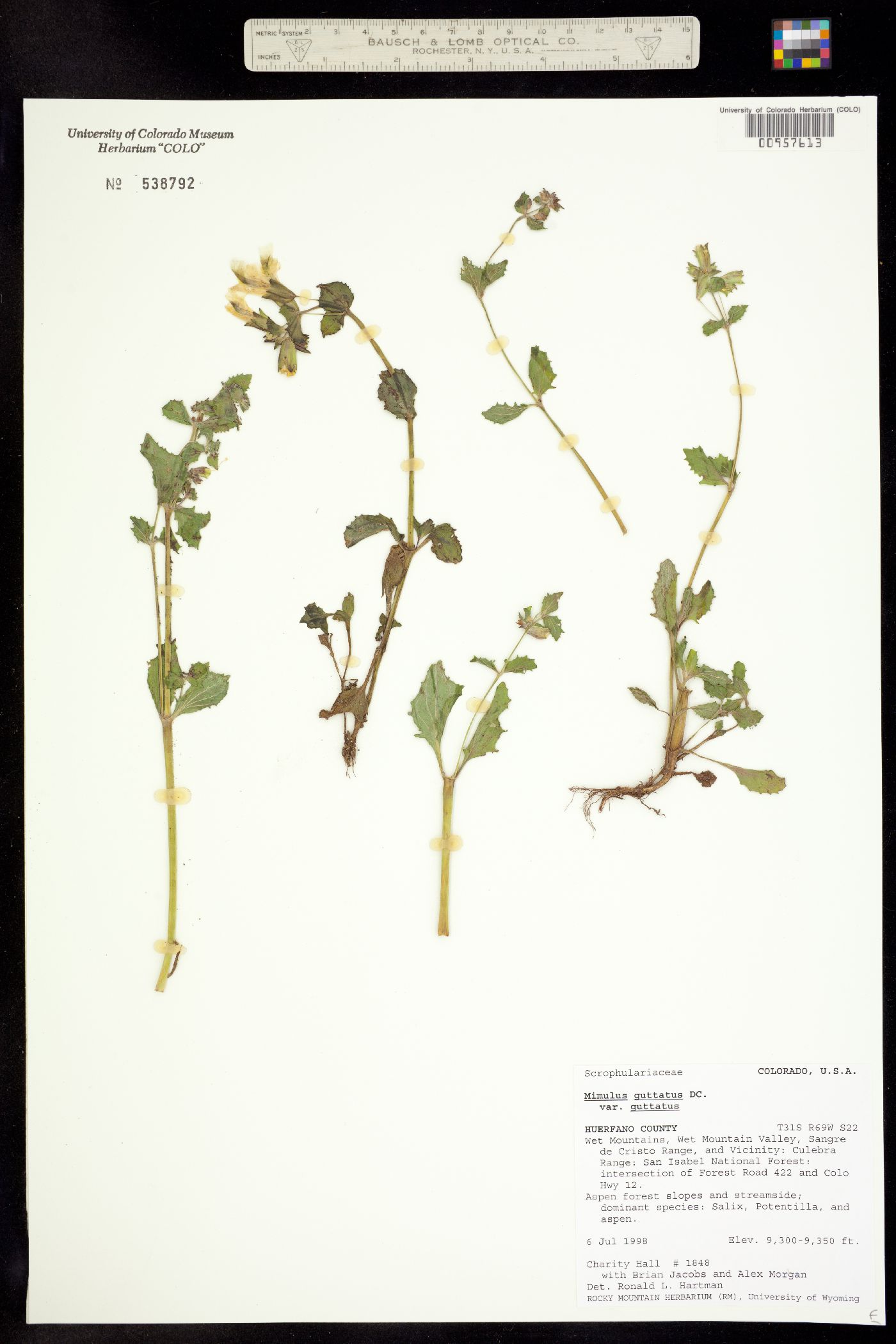 Mimulus guttatus image