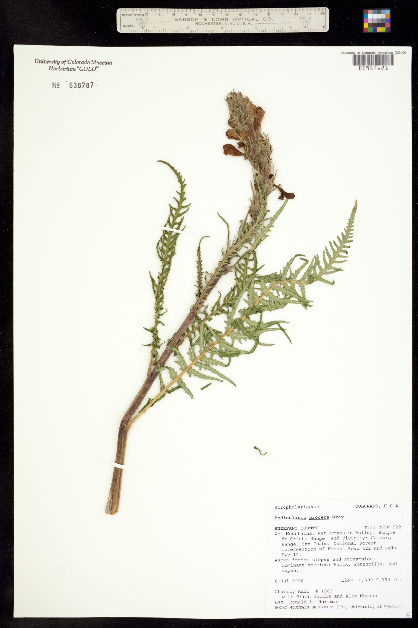 Pedicularis grayi image
