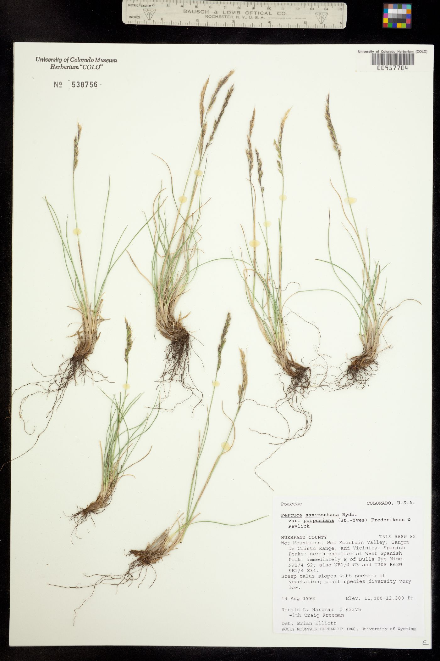 Festuca saximontana image