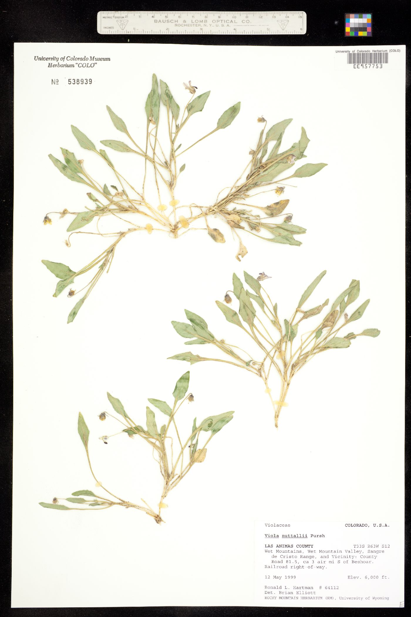 Viola nuttallii image