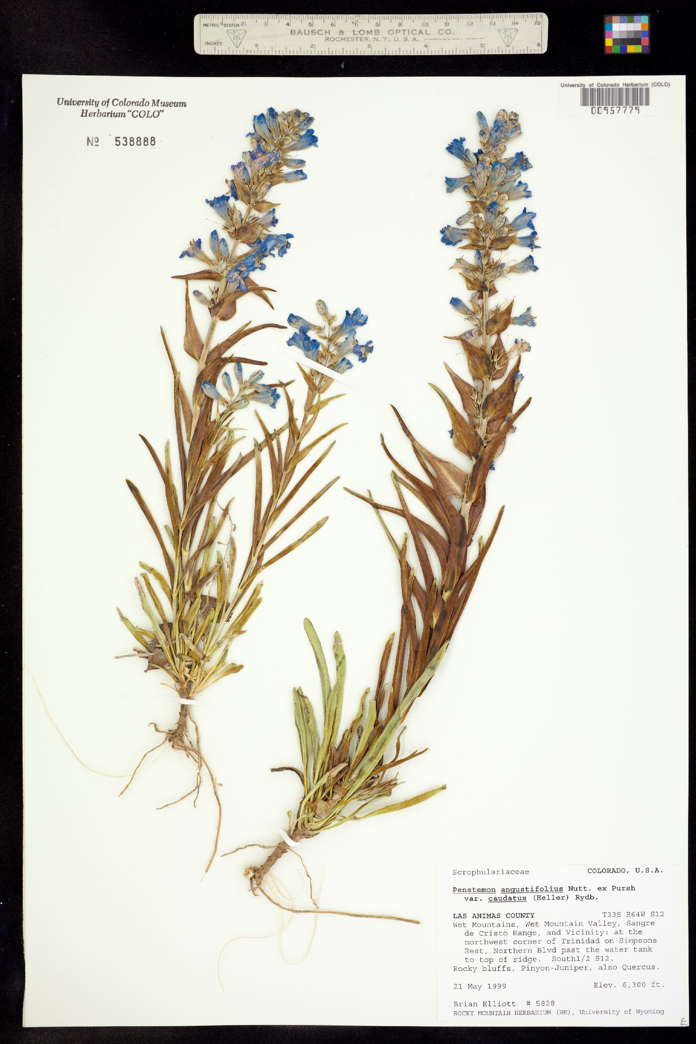 Penstemon angustifolius var. caudatus image