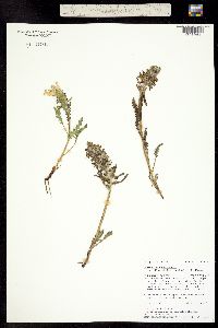 Pedicularis canadensis subsp. fluviatilis image