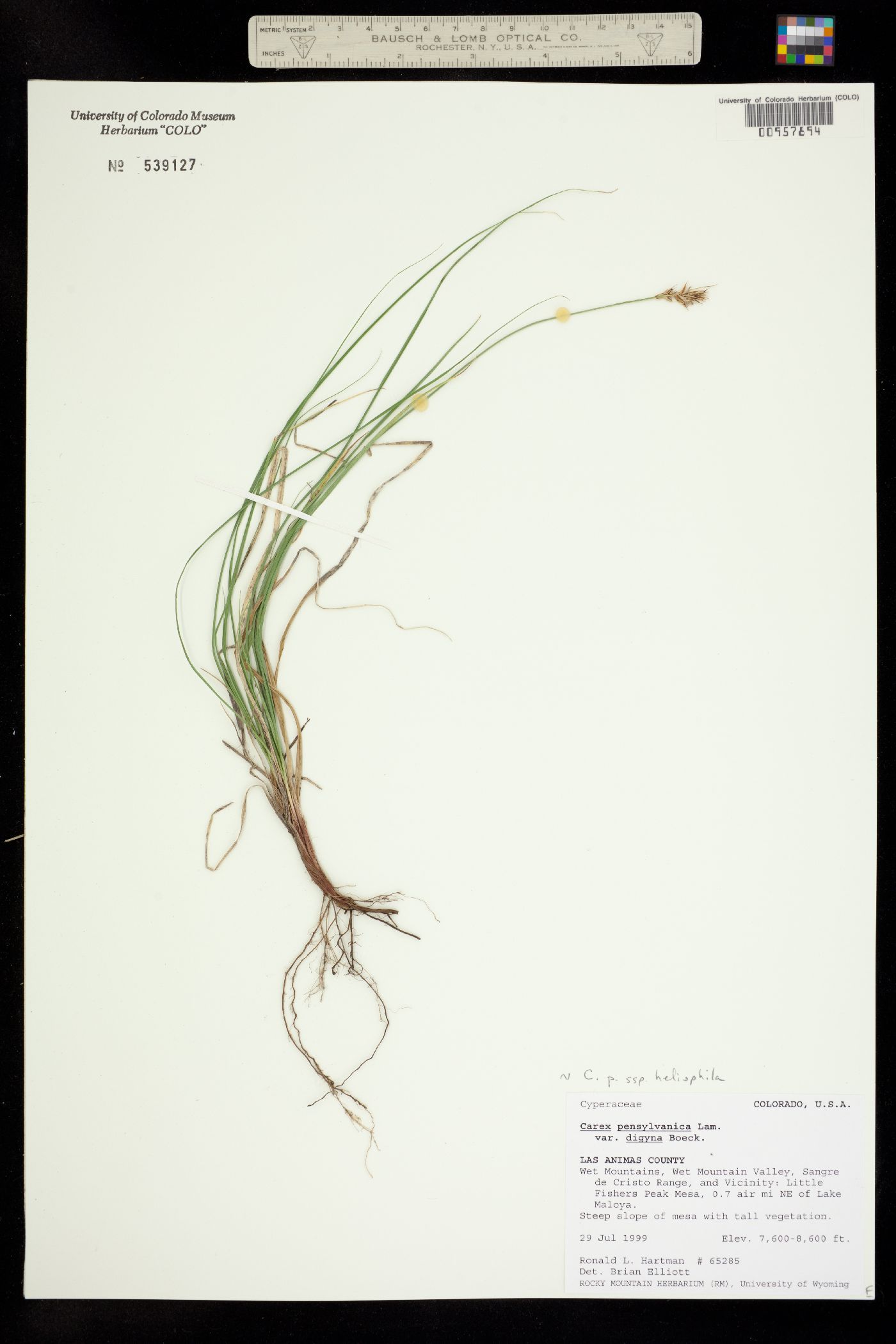 Carex pensylvanica image