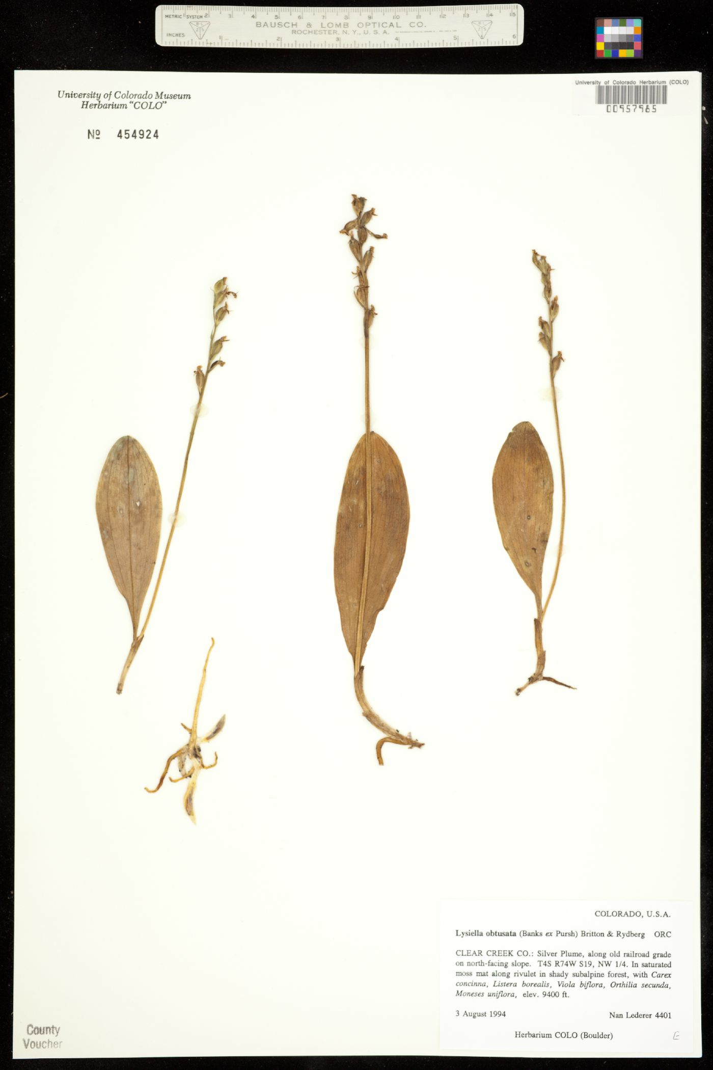Platanthera obtusata ssp. obtusata image