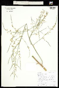 Image of Asparagus officinalis