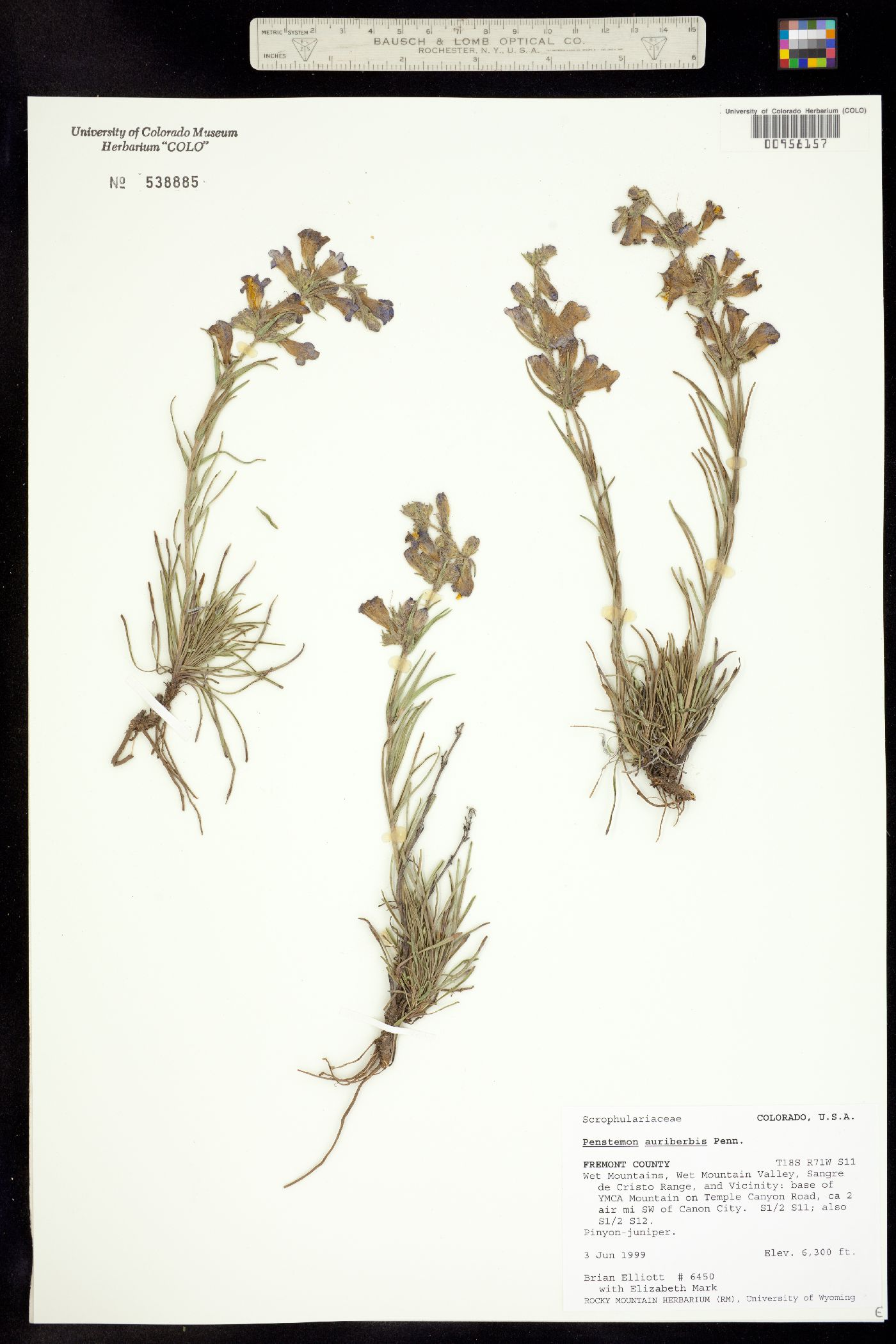 Penstemon auriberbis image