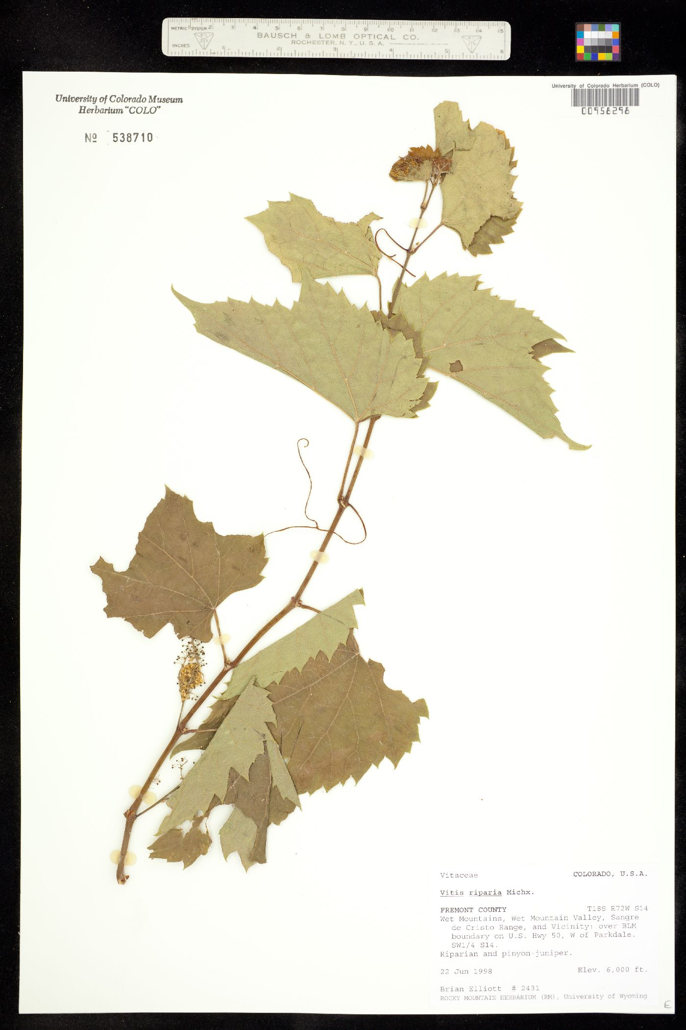 Vitis riparia ssp riparia image