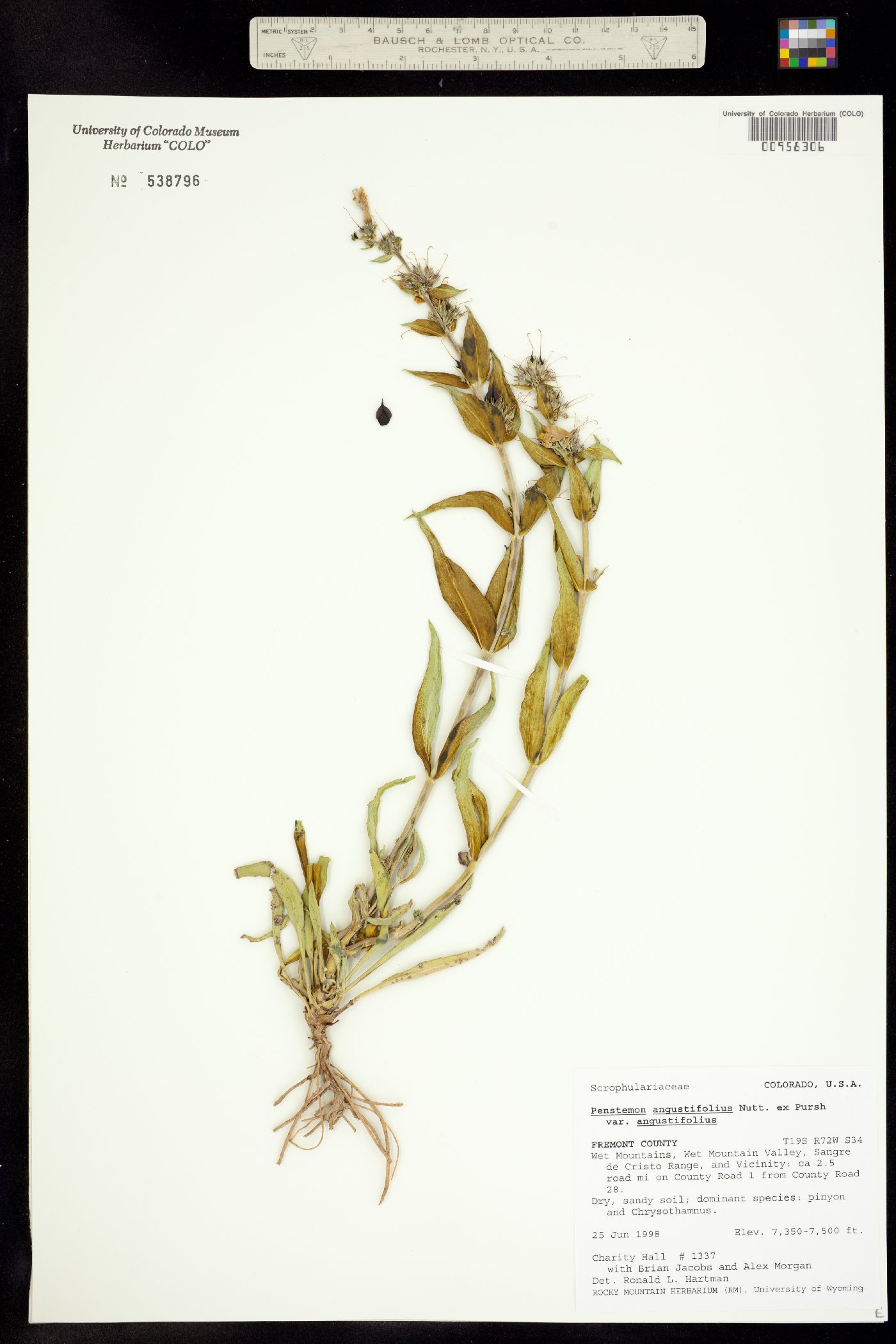 Penstemon angustifolius ssp. angustifolius image