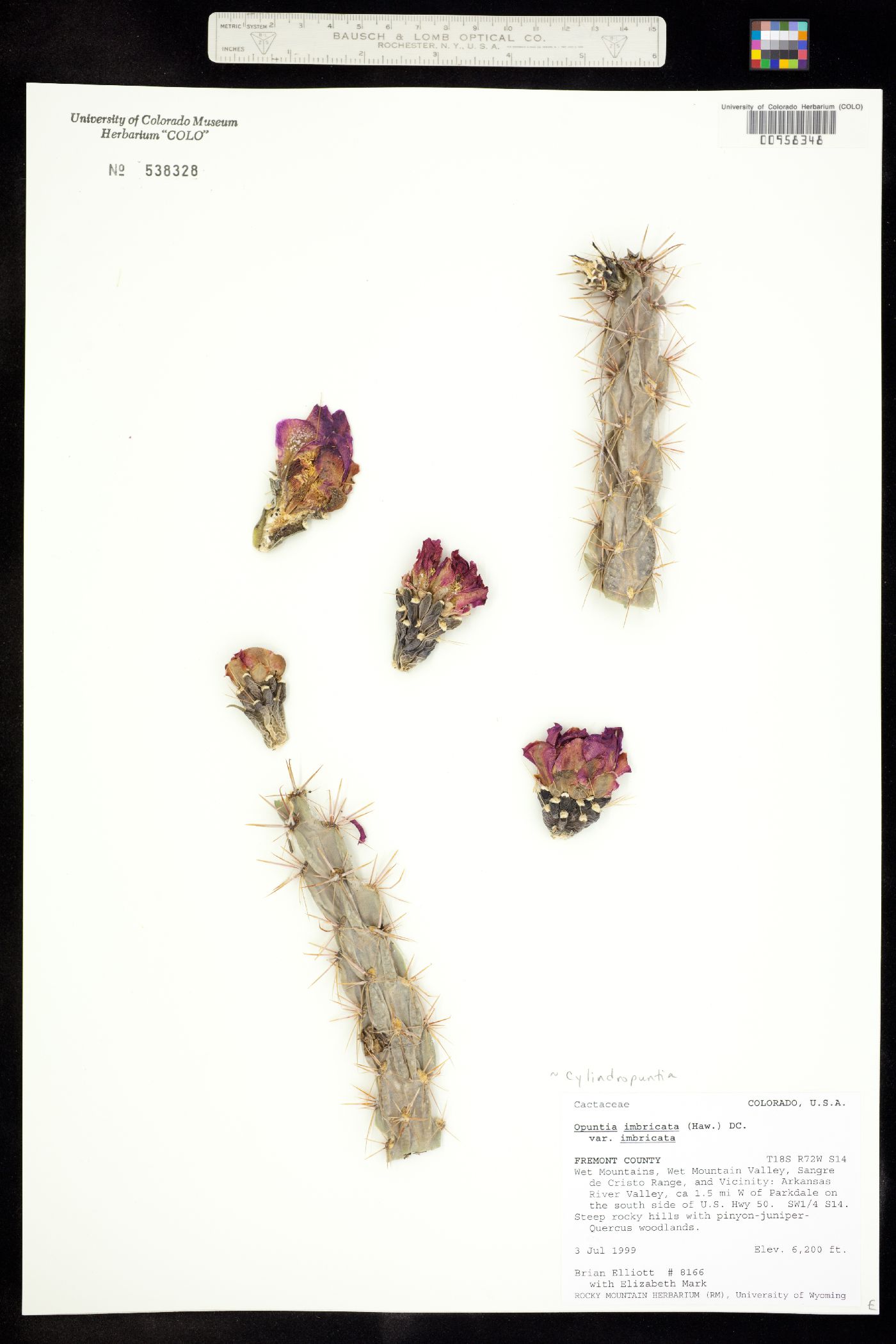 Cylindropuntia imbricata image