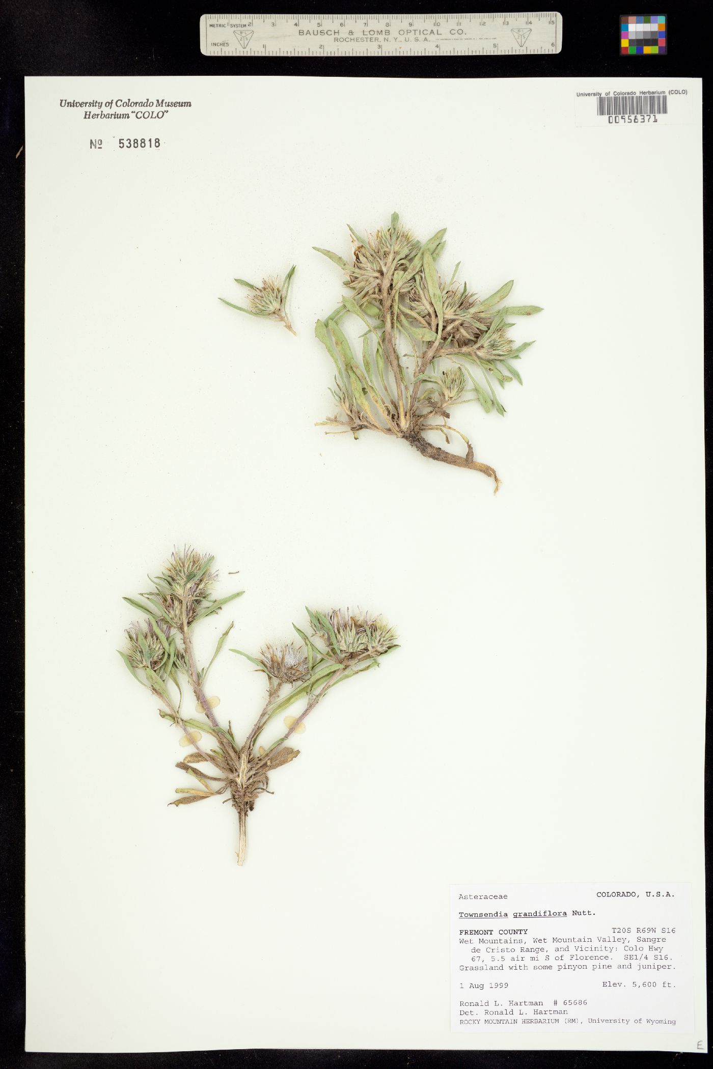 Townsendia grandiflora image