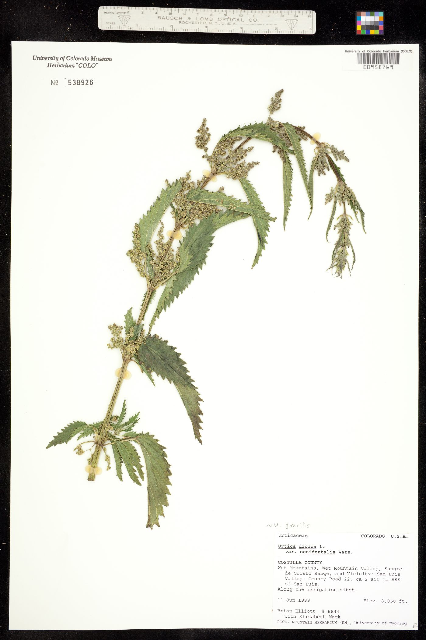 Urtica gracilis subsp. gracilis image