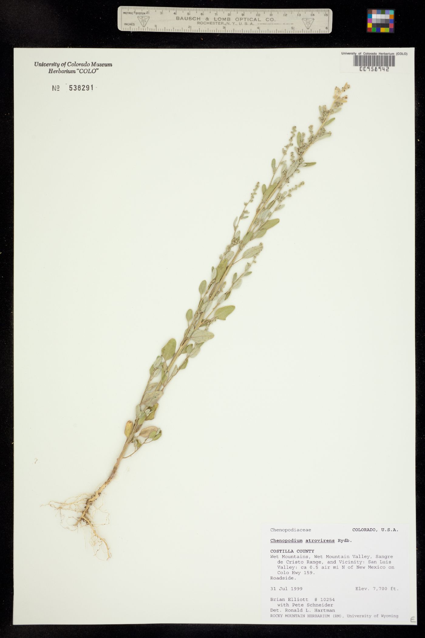 Chenopodium atrovirens image