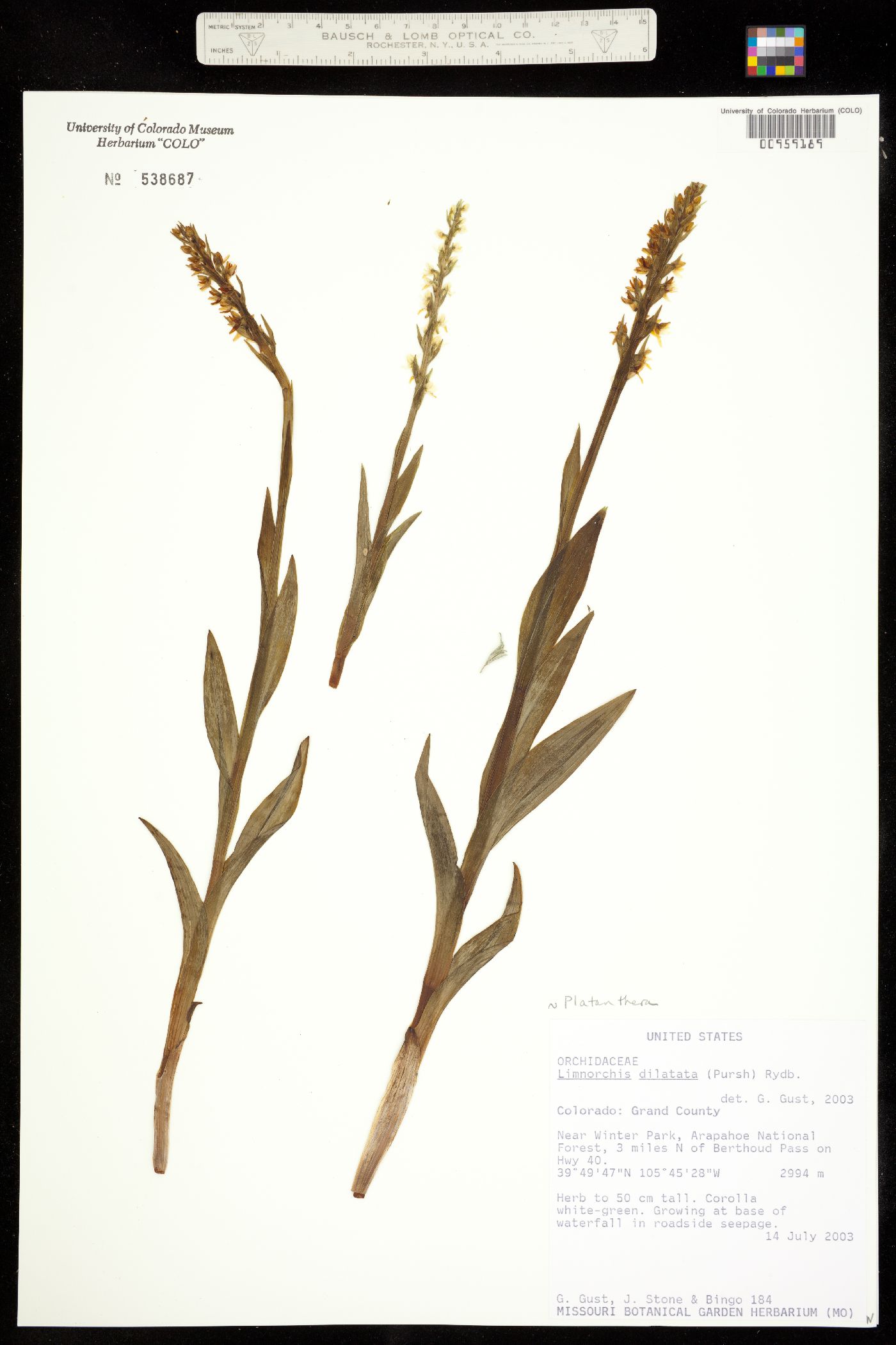 Orchidaceae image