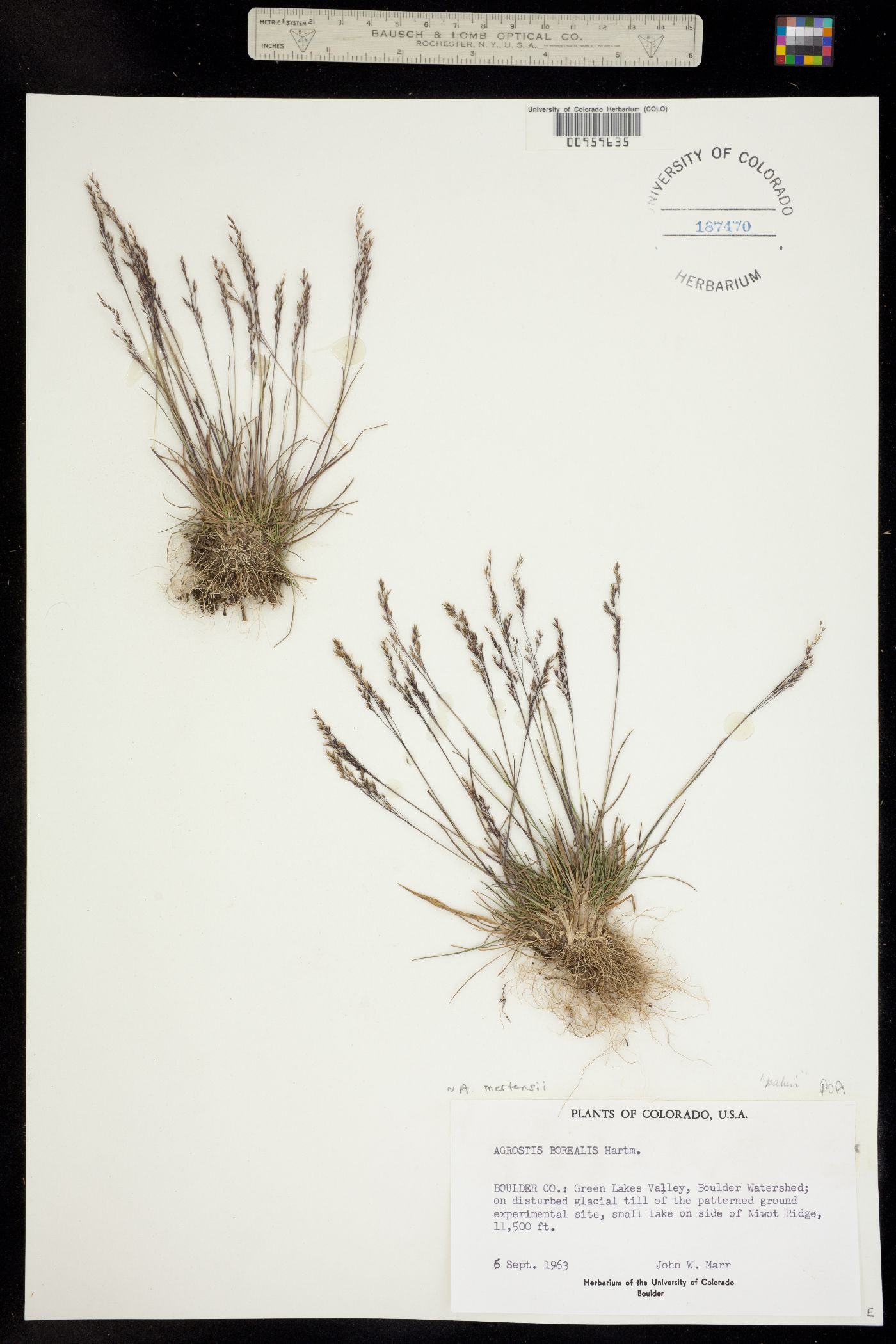 Agrostis mertensii image