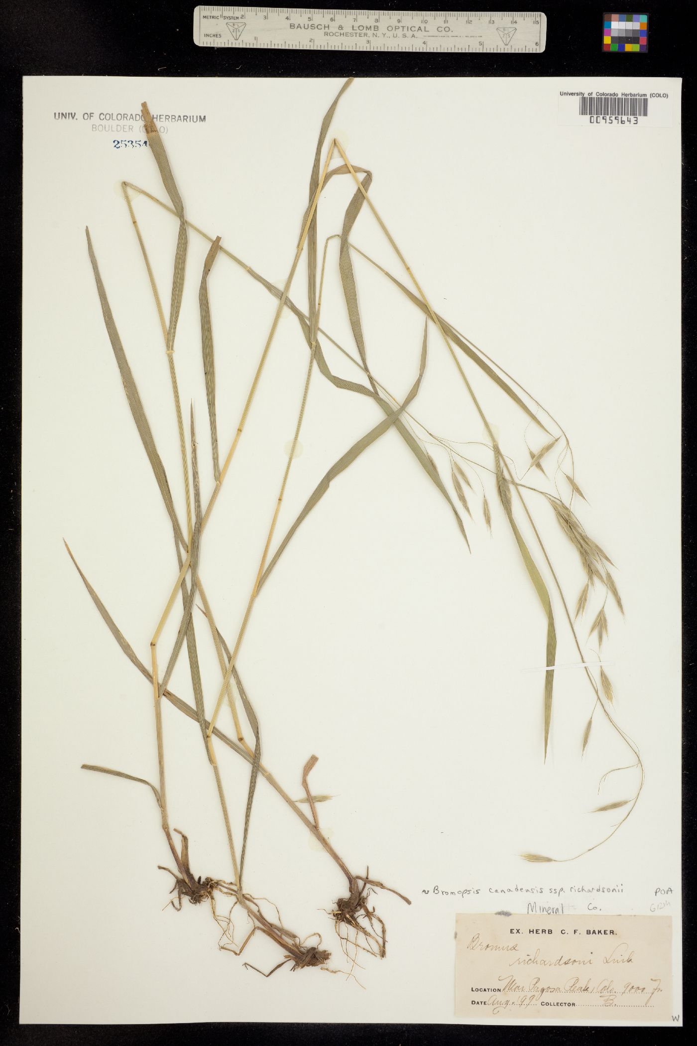 Bromus richardsonii image