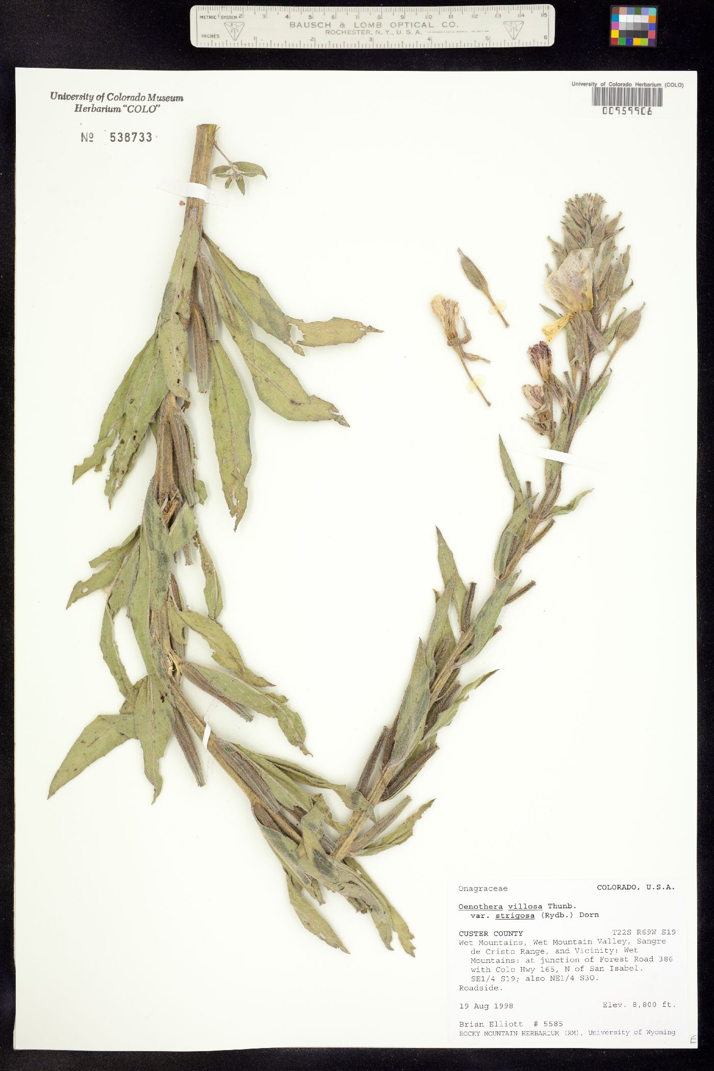 Oenothera villosa ssp. strigosa image