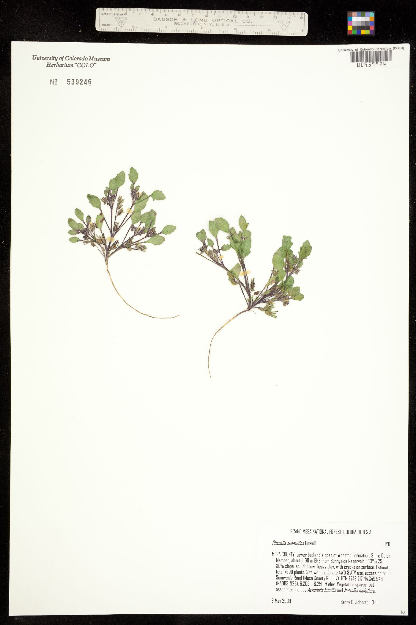 Phacelia scopulina image