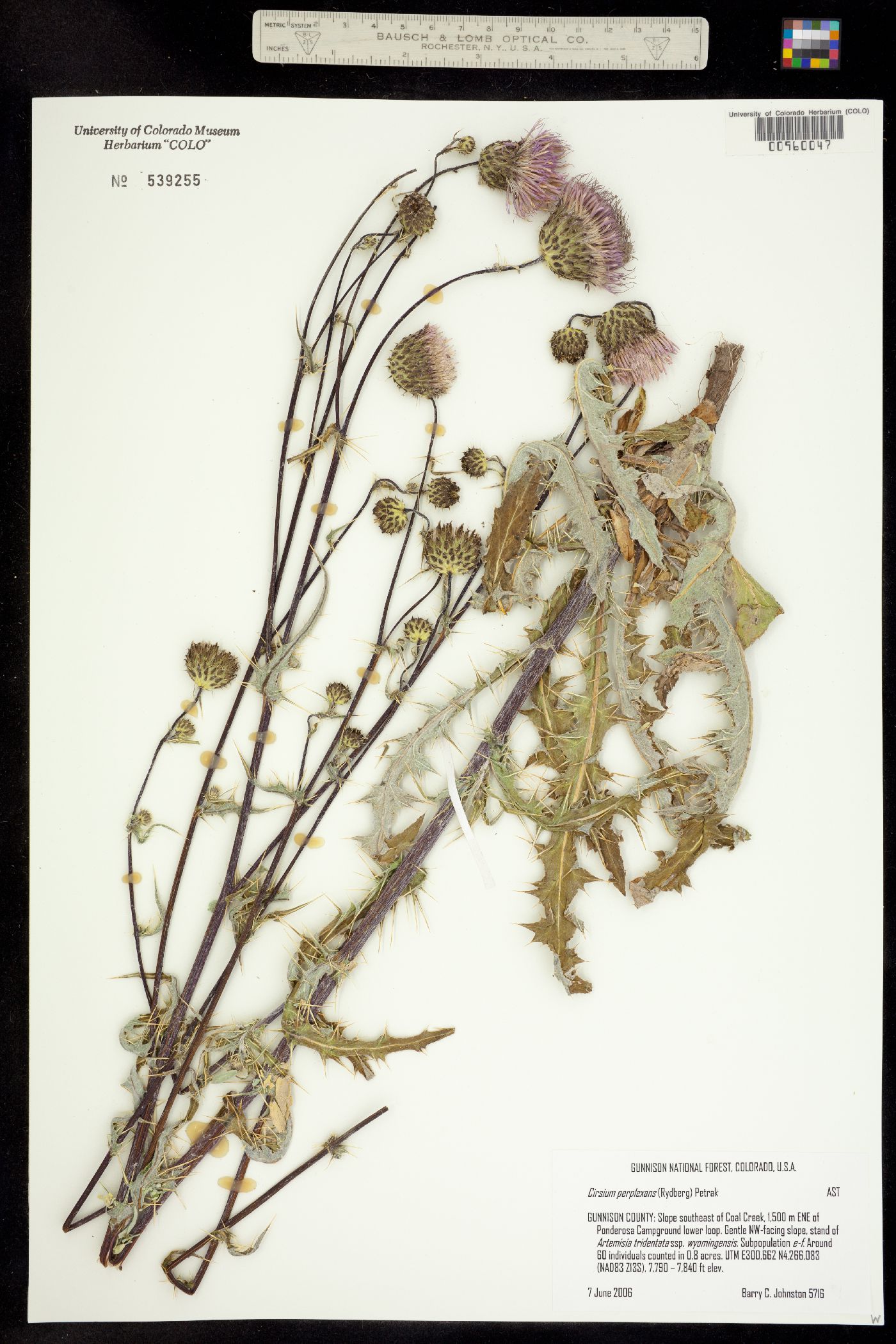Cirsium perplexans image