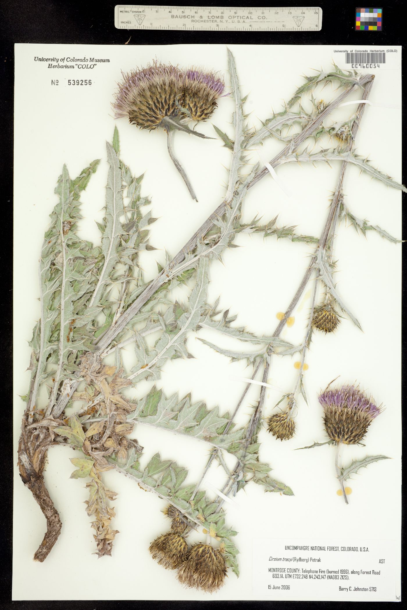 Cirsium tracyi image